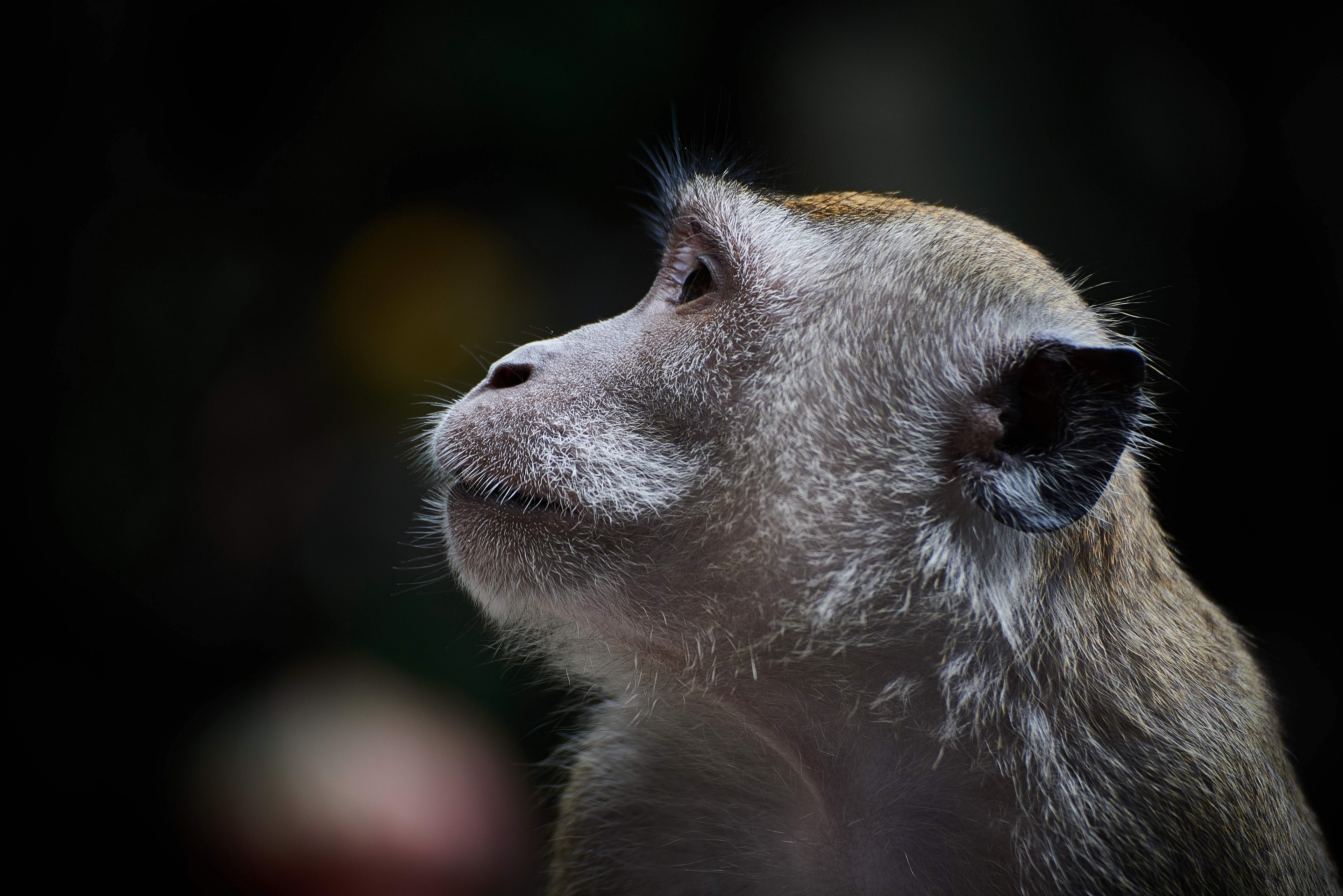 a macro shot of a monkey attentively looking to the side, watchful monkey 4k, HD Wallpaper
