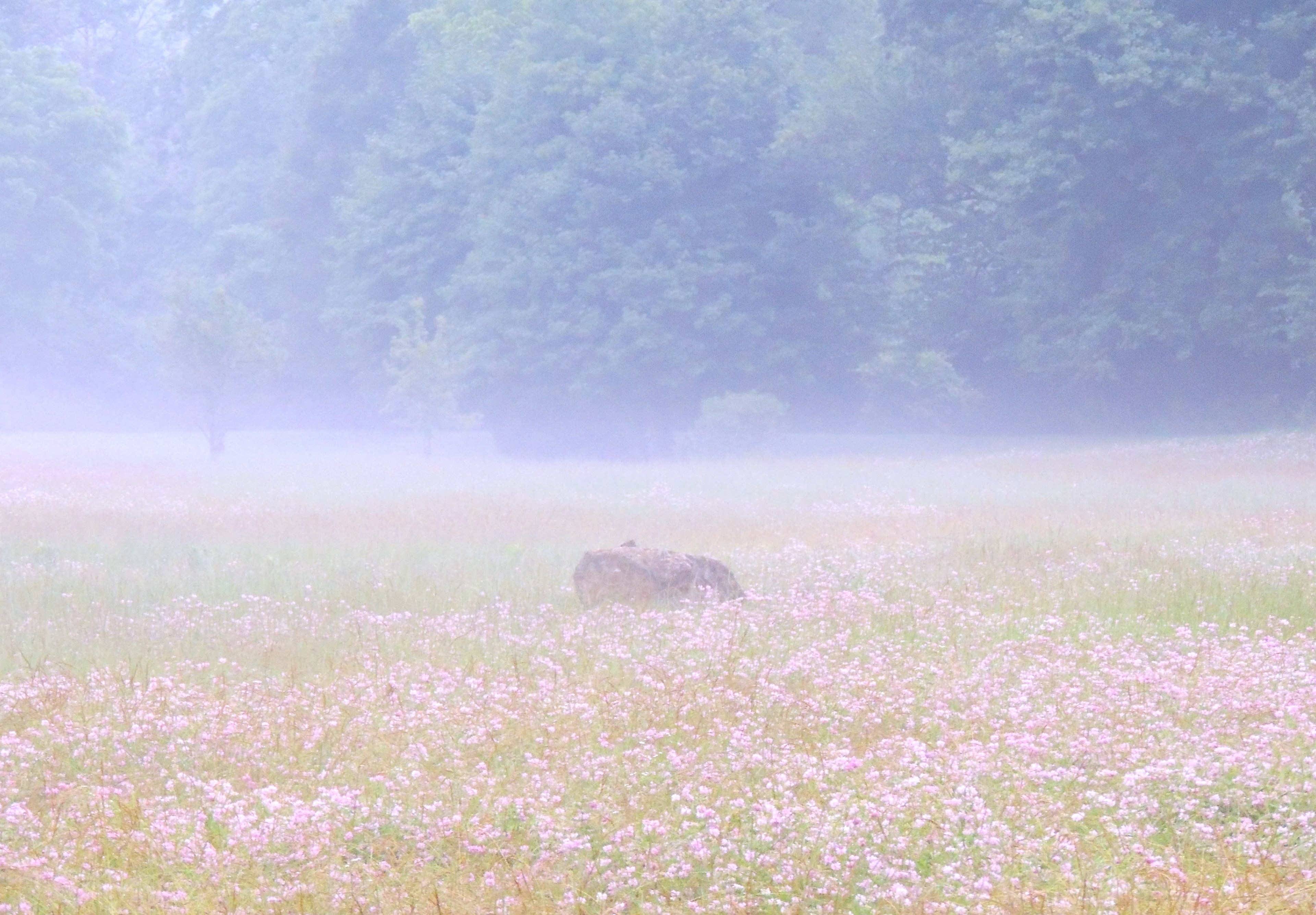 serene peaceful mystical and foggy 4k, HD Wallpaper