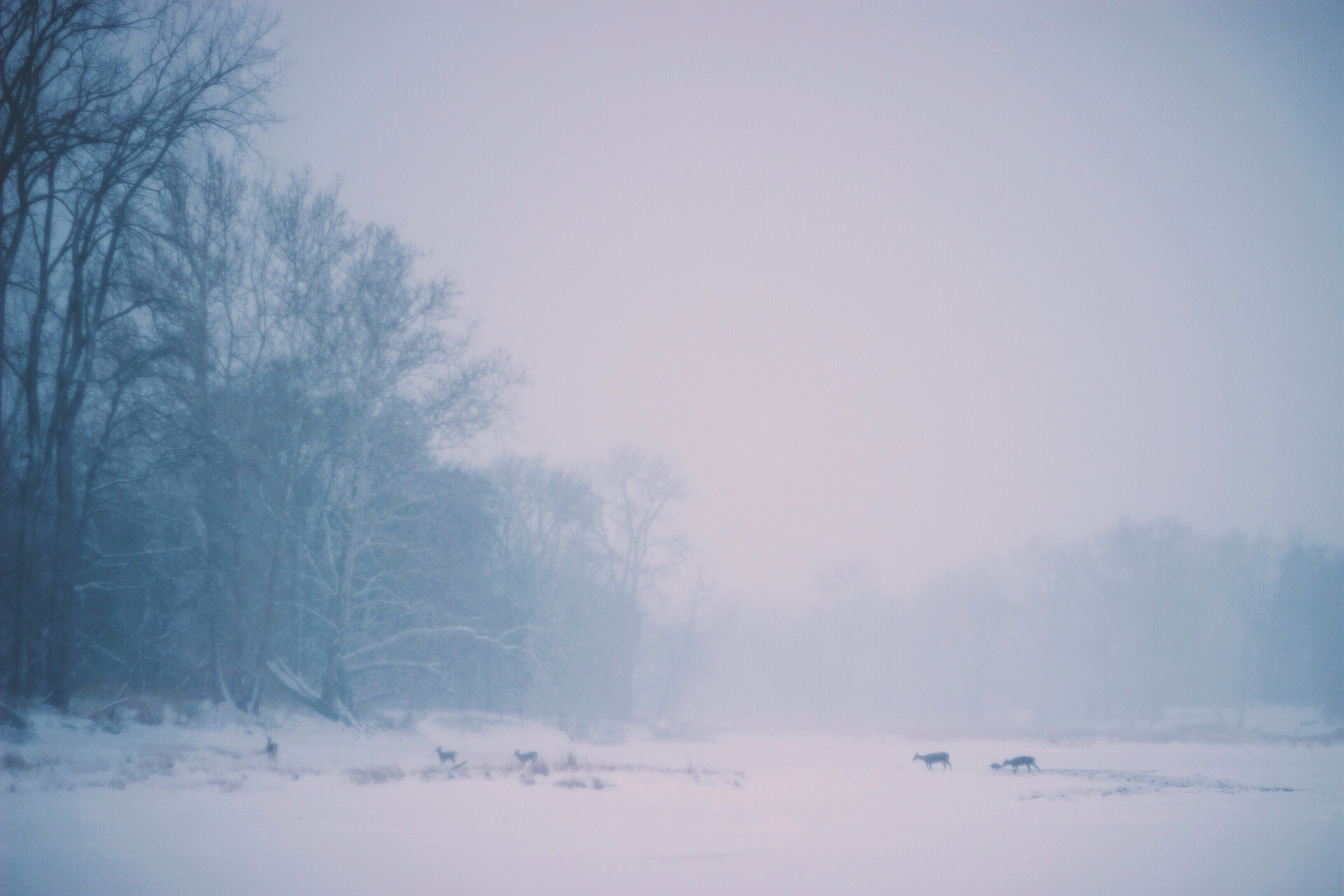 a pale shot of a herd of deers silhouetted against the snow covered ground, deer herd on a winters day 4k, HD Wallpaper