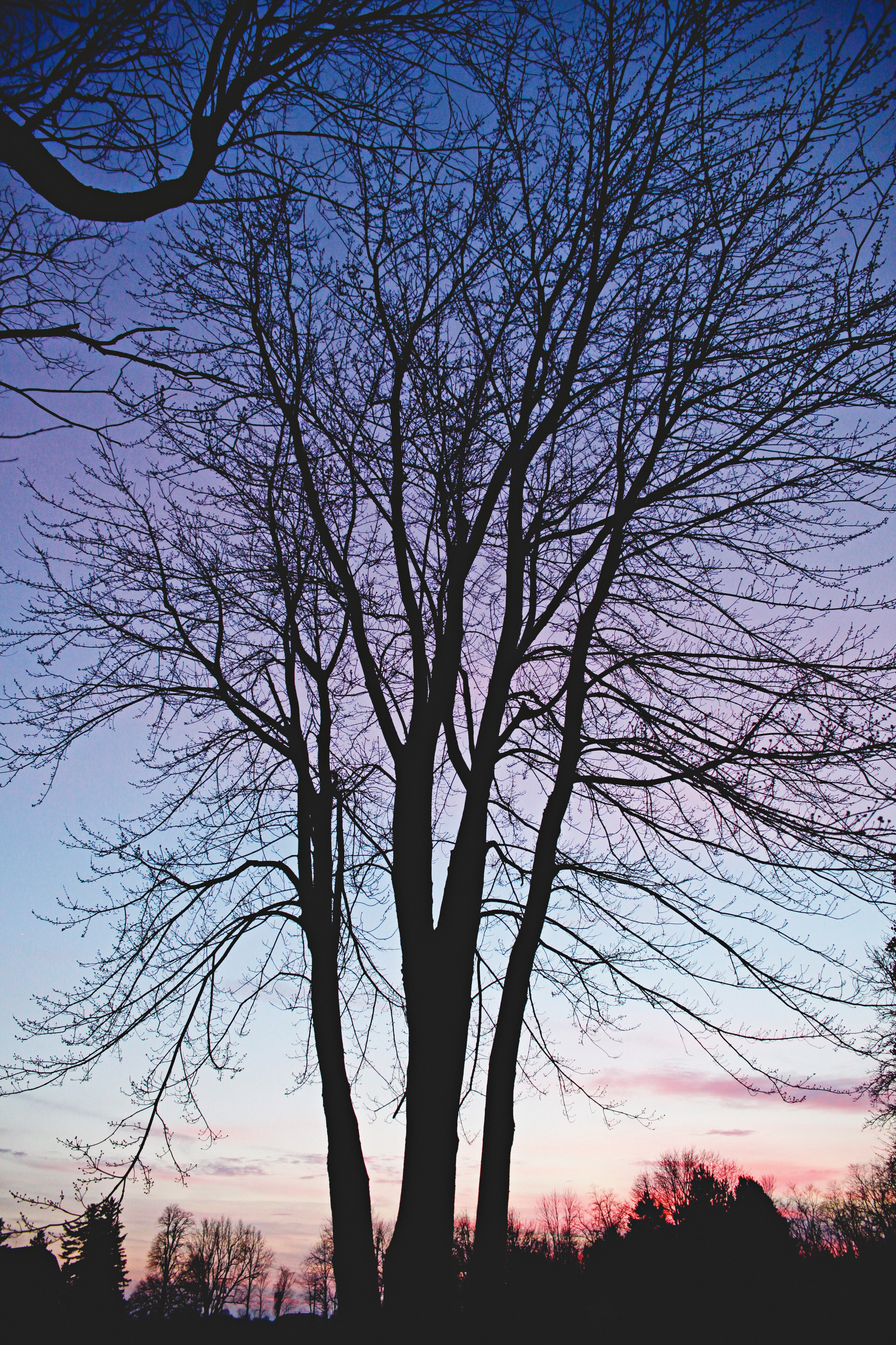 dark winter fall and sun hd, 4k, Phone HD Wallpaper