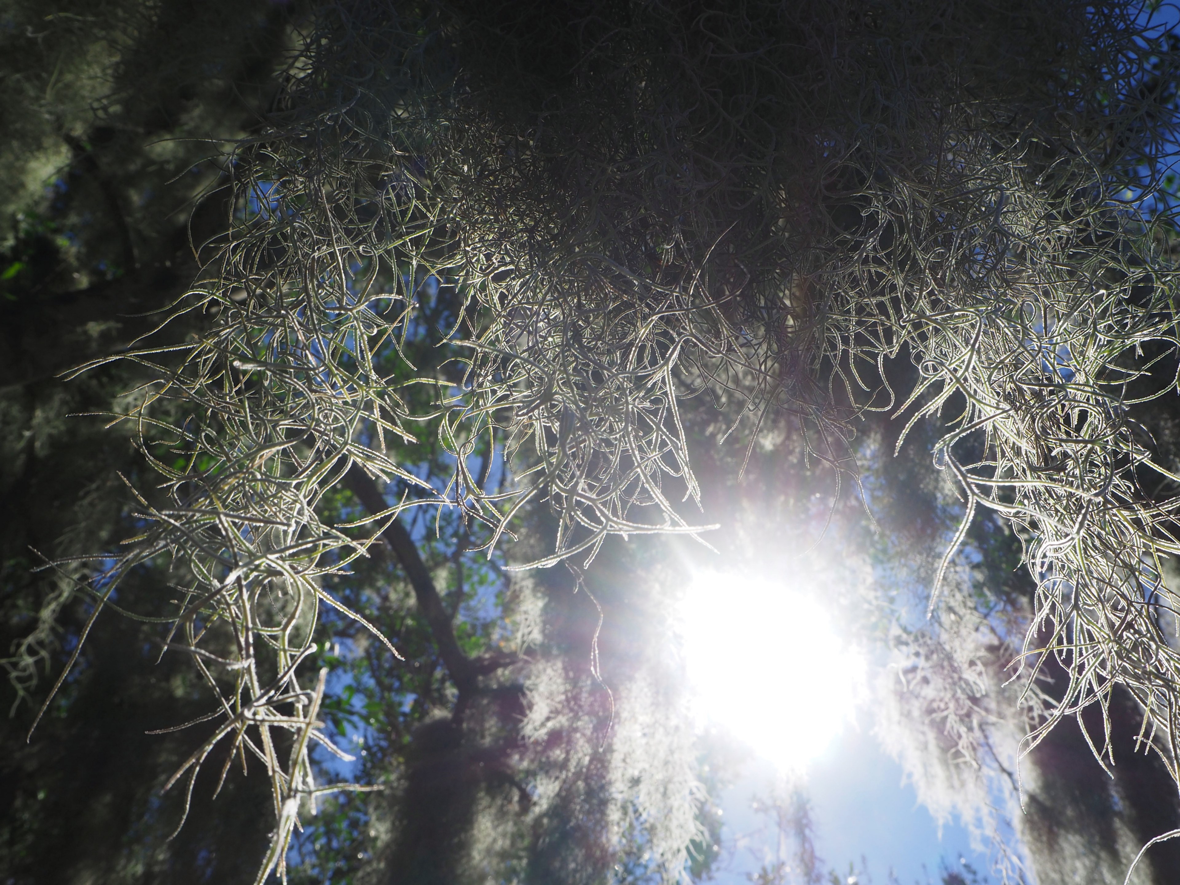 forest sun florida and tree 4k, HD Wallpaper