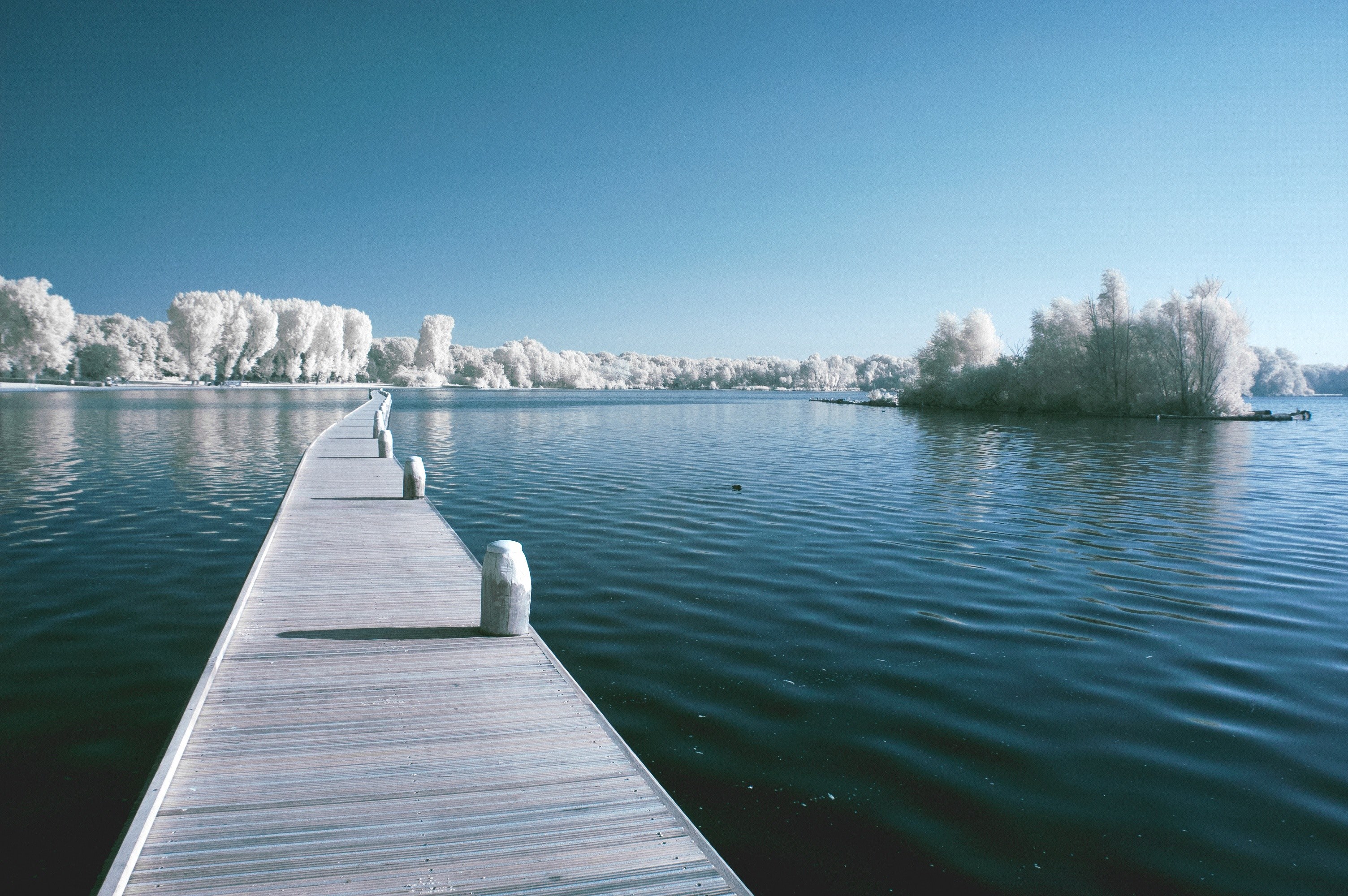 outdoor tree scenic and cloud 4k, HD Wallpaper
