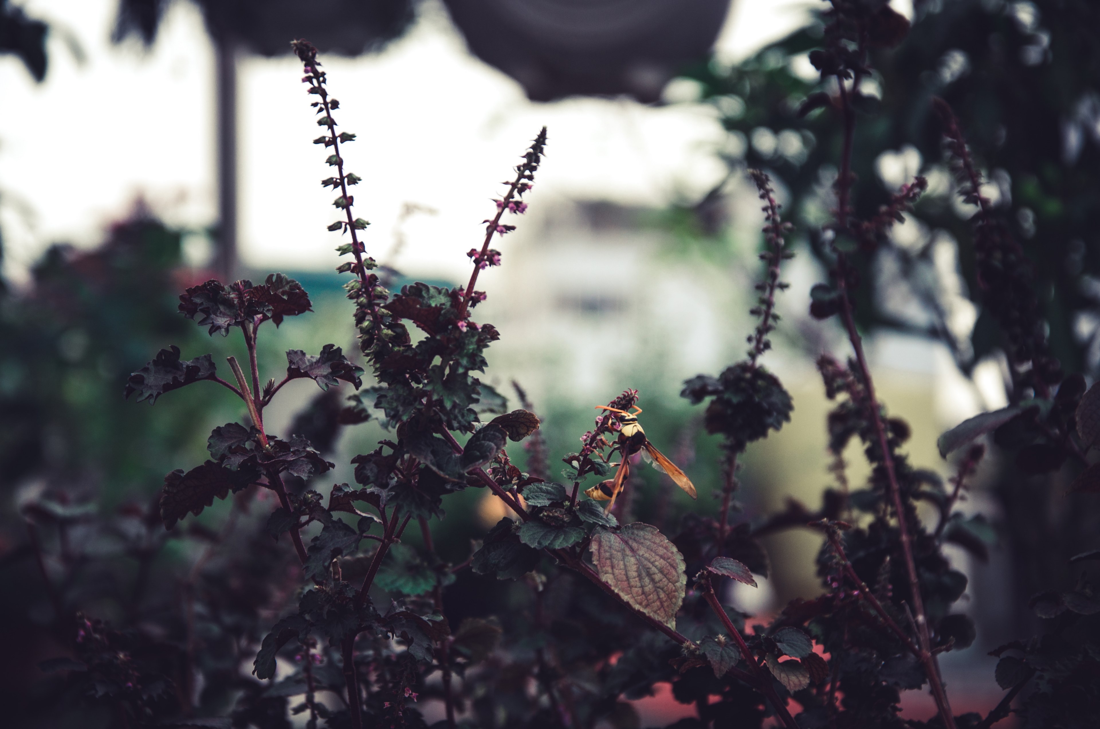 tree woodland forest and plant 4k, HD Wallpaper