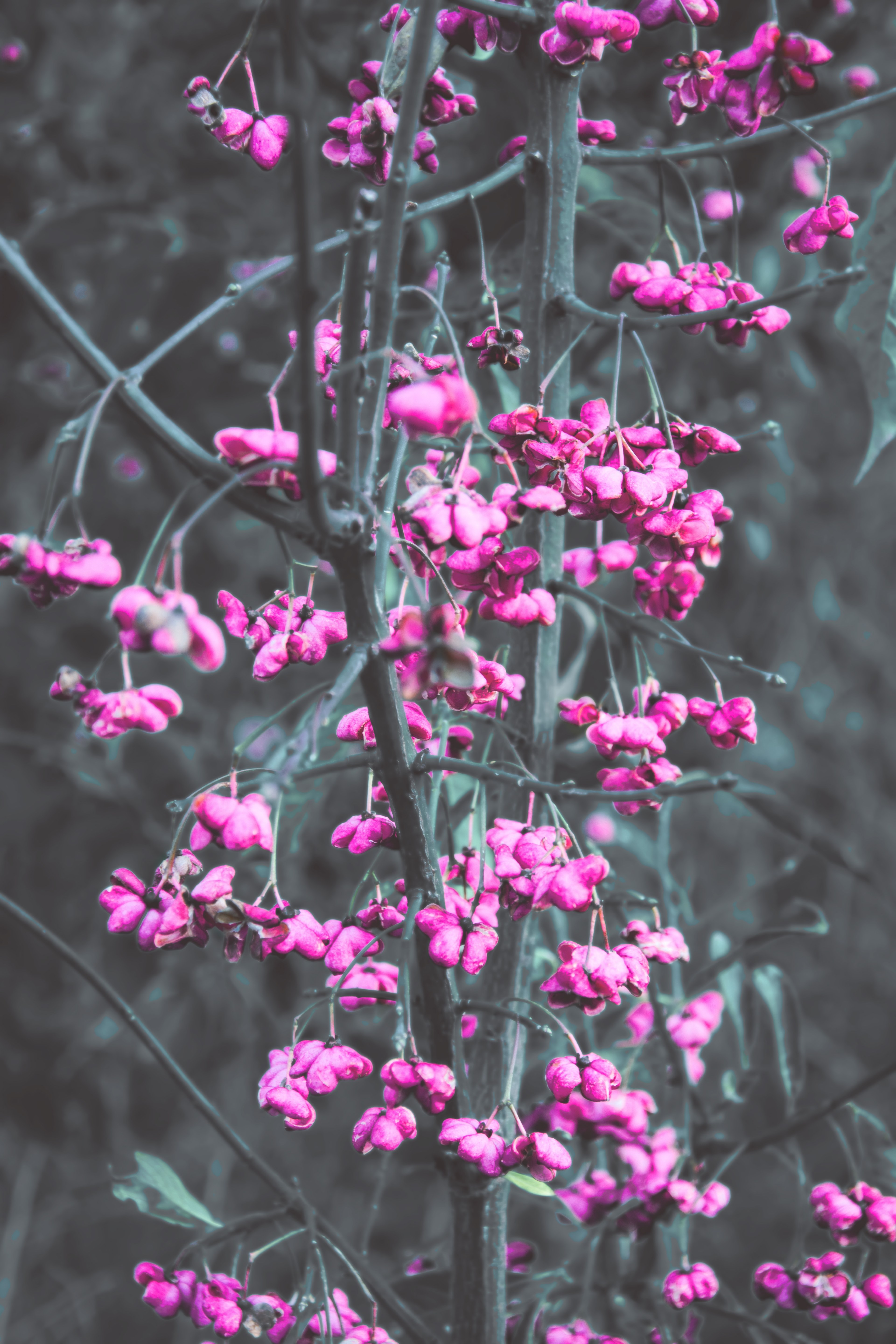 flora violet pink and color selection hd, 4k, Phone HD Wallpaper