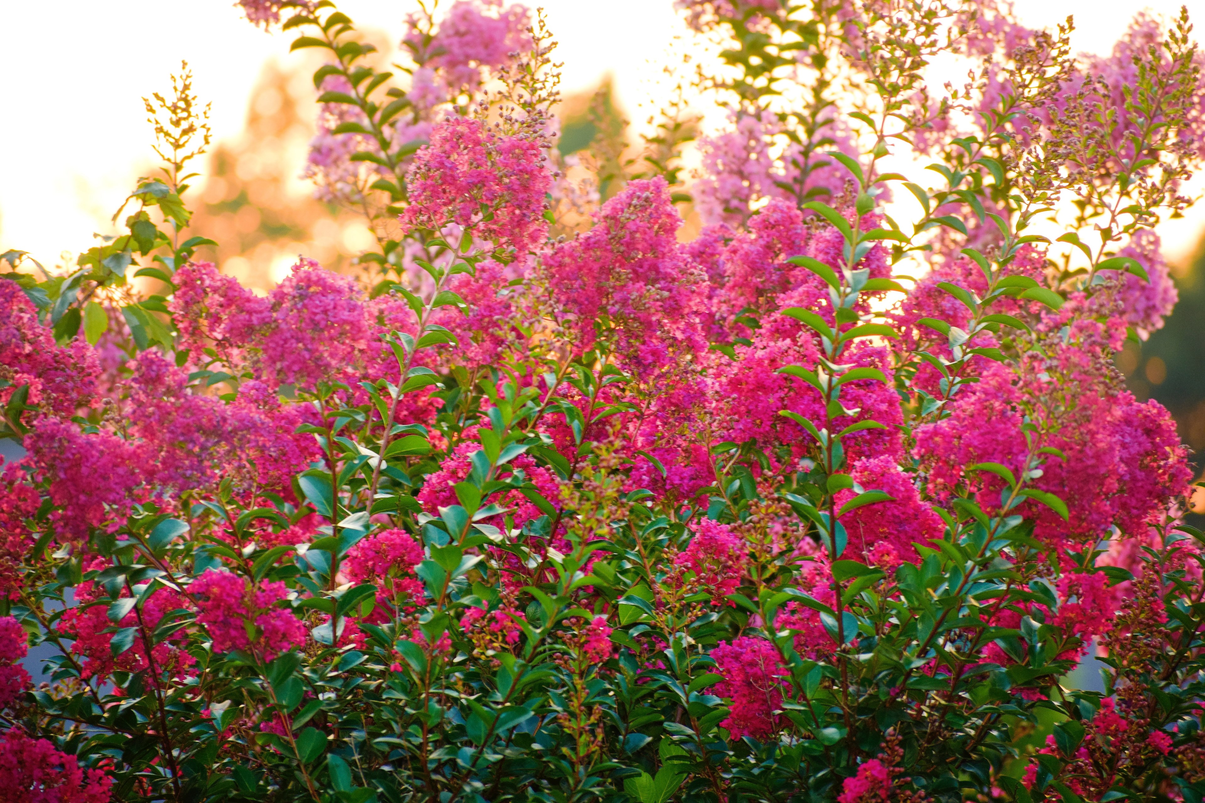 crape myrtle at sunset 4k, HD Wallpaper