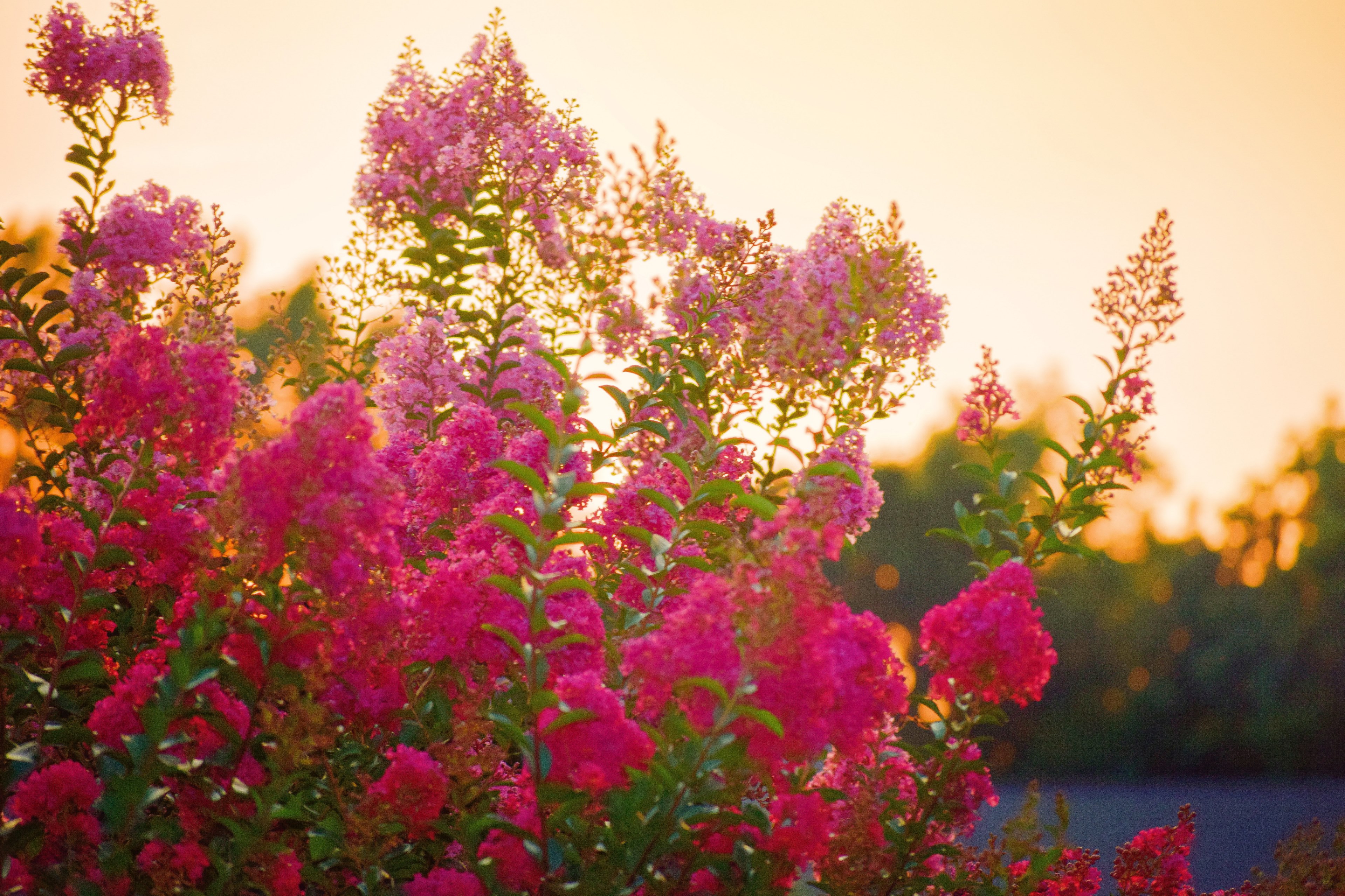 crape myrtles in flower at sunset 4k, HD Wallpaper