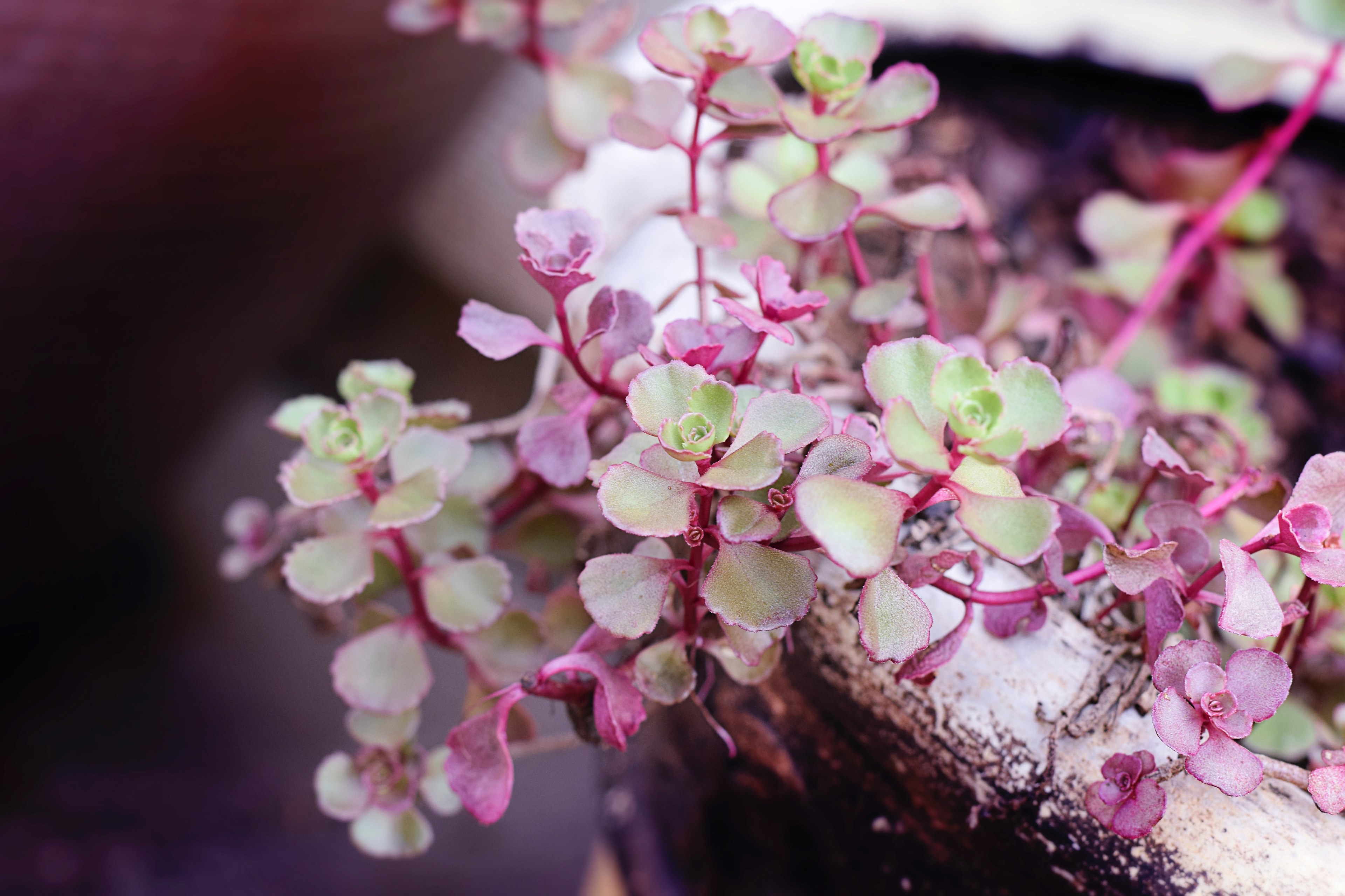 purple amp green succulents 4k, HD Wallpaper