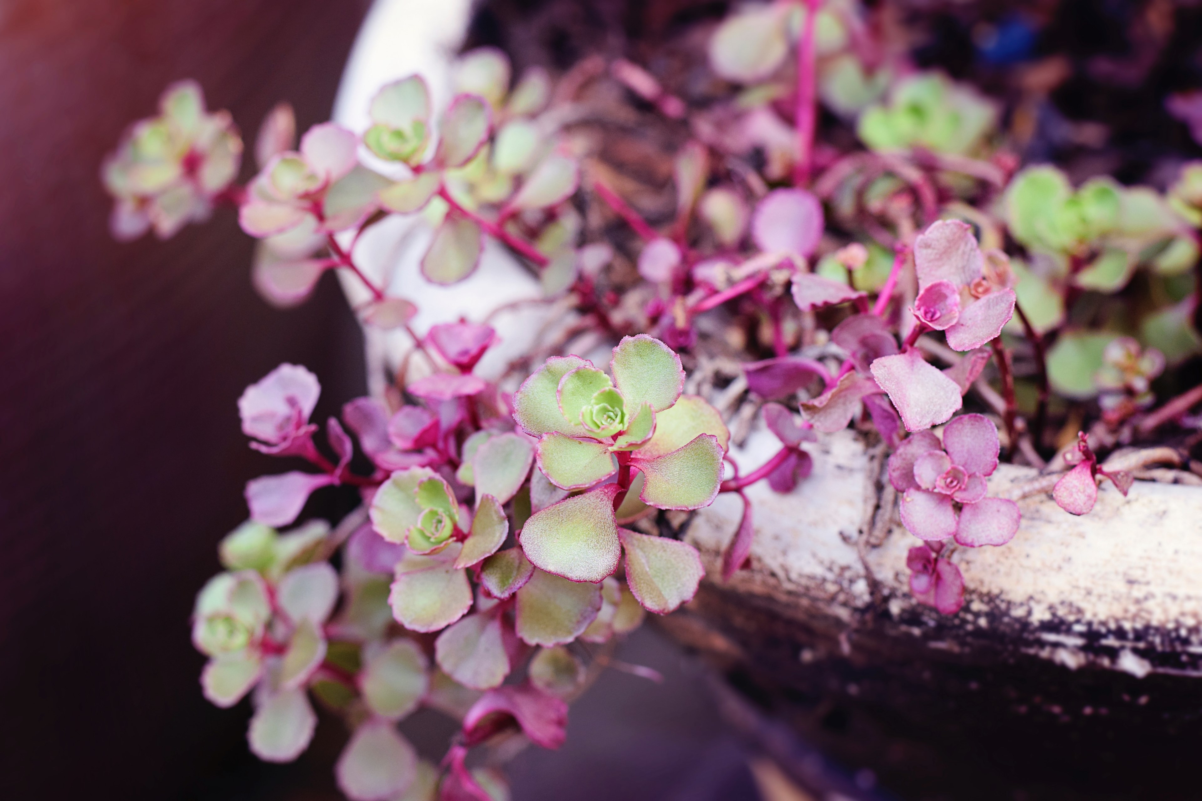 pretty purple amp green succulents 4k, HD Wallpaper