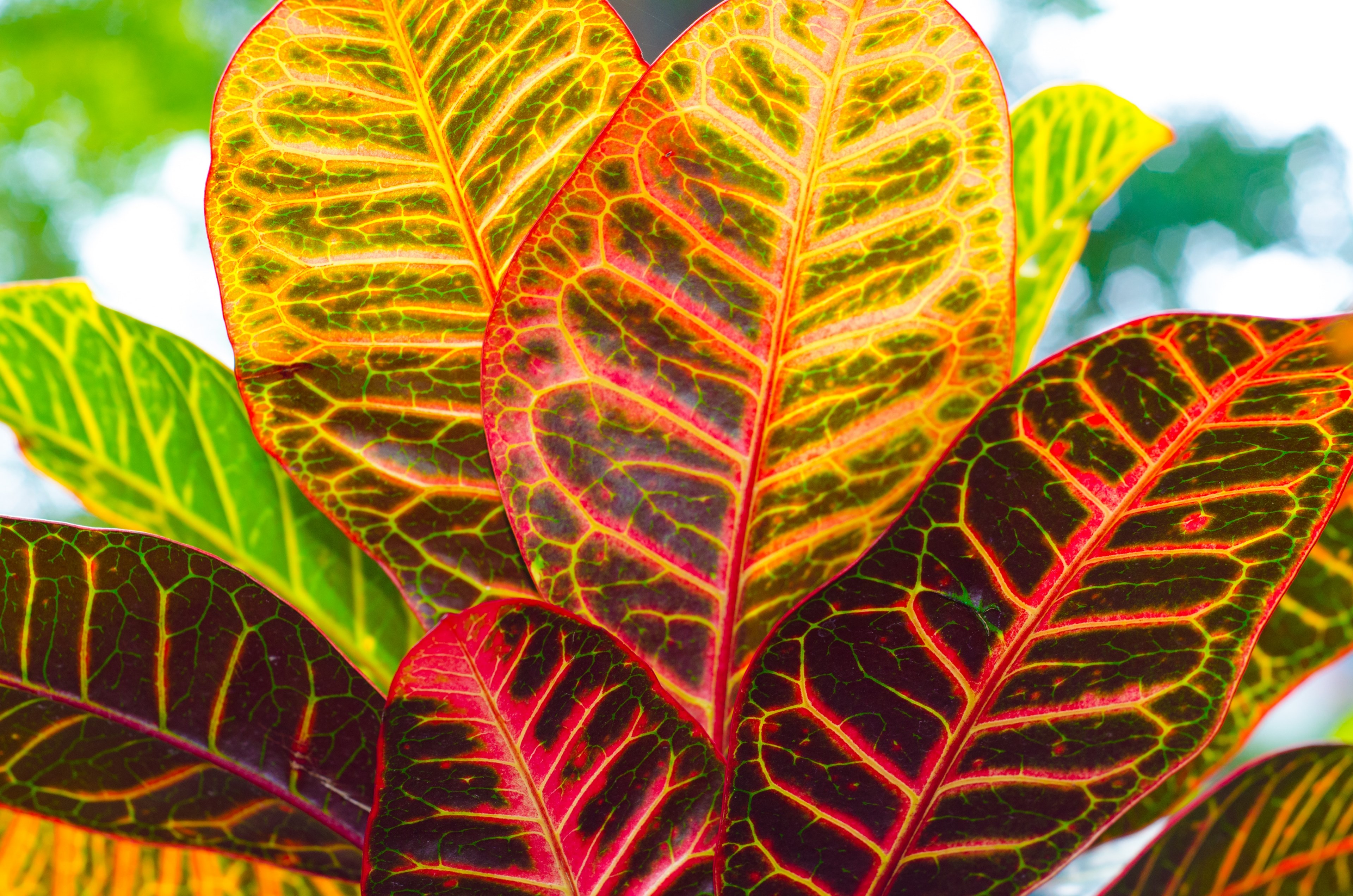 color and leafe 4k, HD Wallpaper