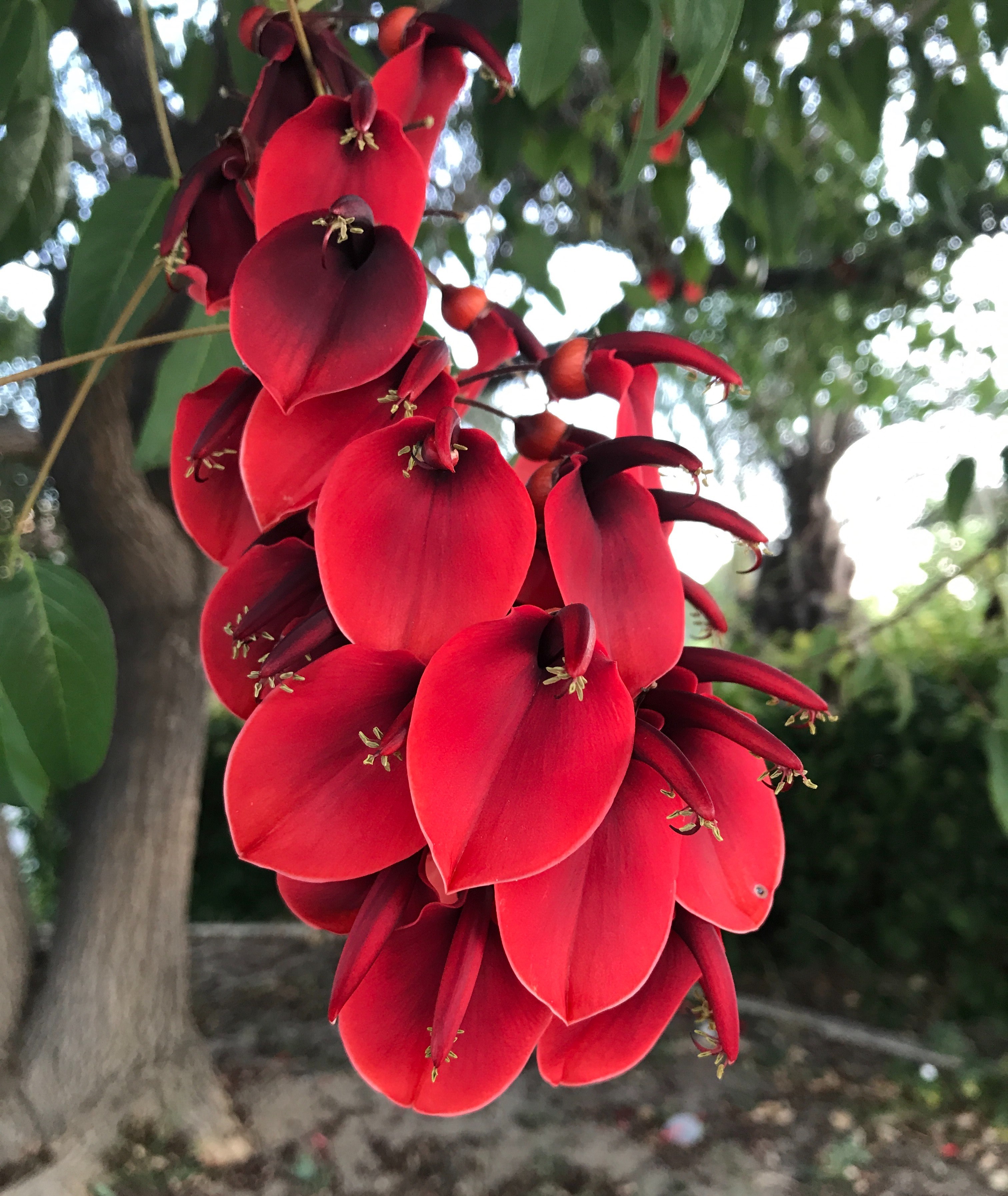natures beautiful details 4k, Phone HD Wallpaper