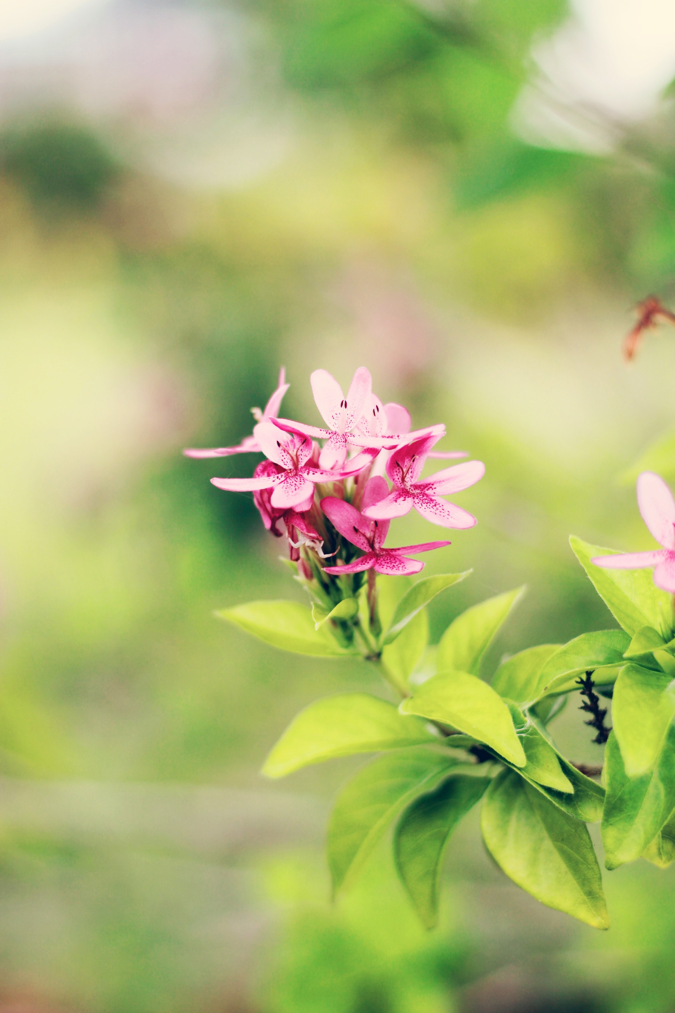 bloom outdoor petal and color hd, 4k, Phone HD Wallpaper