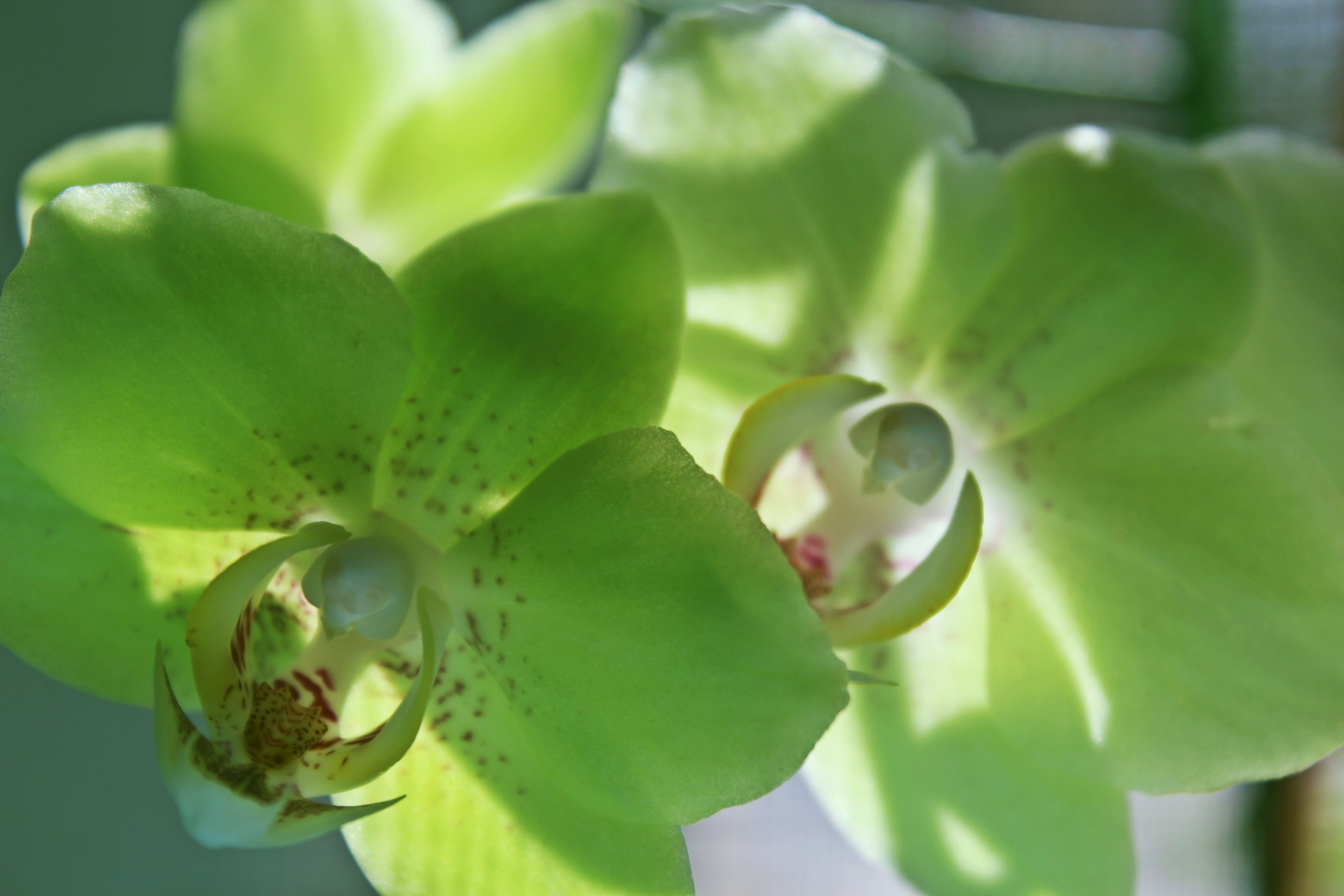 butterfly orchid moth orchid phalaenopsi and elegant 4k, HD Wallpaper