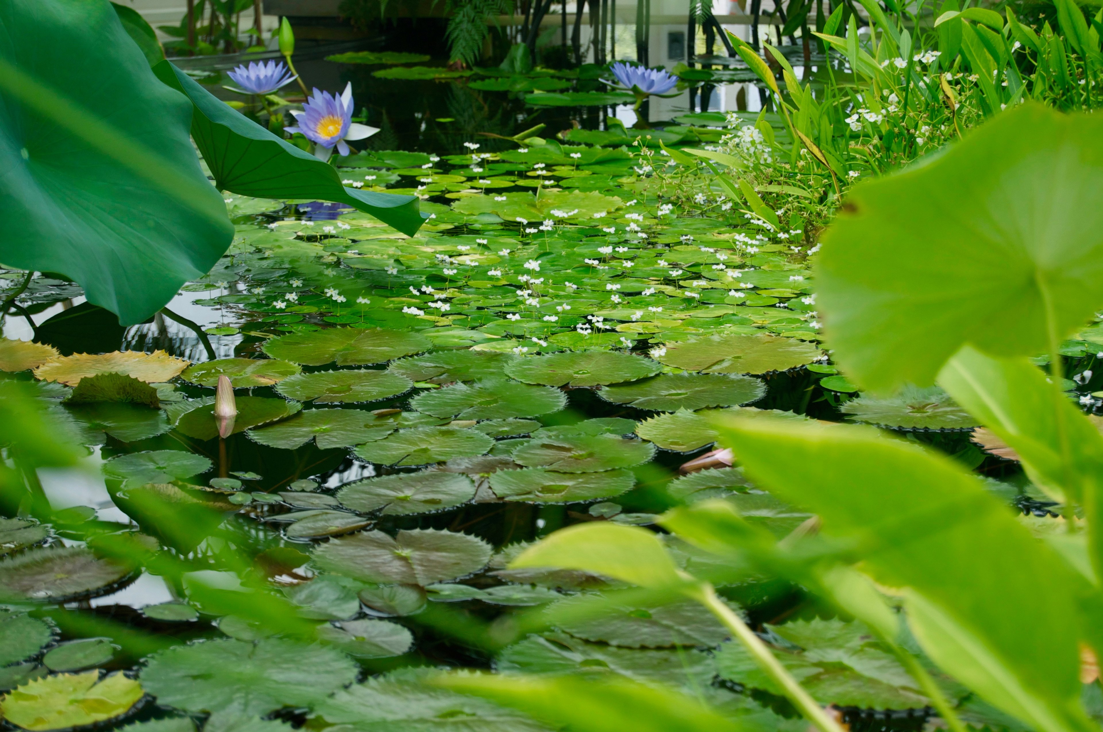 plant vibrant park and vegetarian 4k, HD Wallpaper