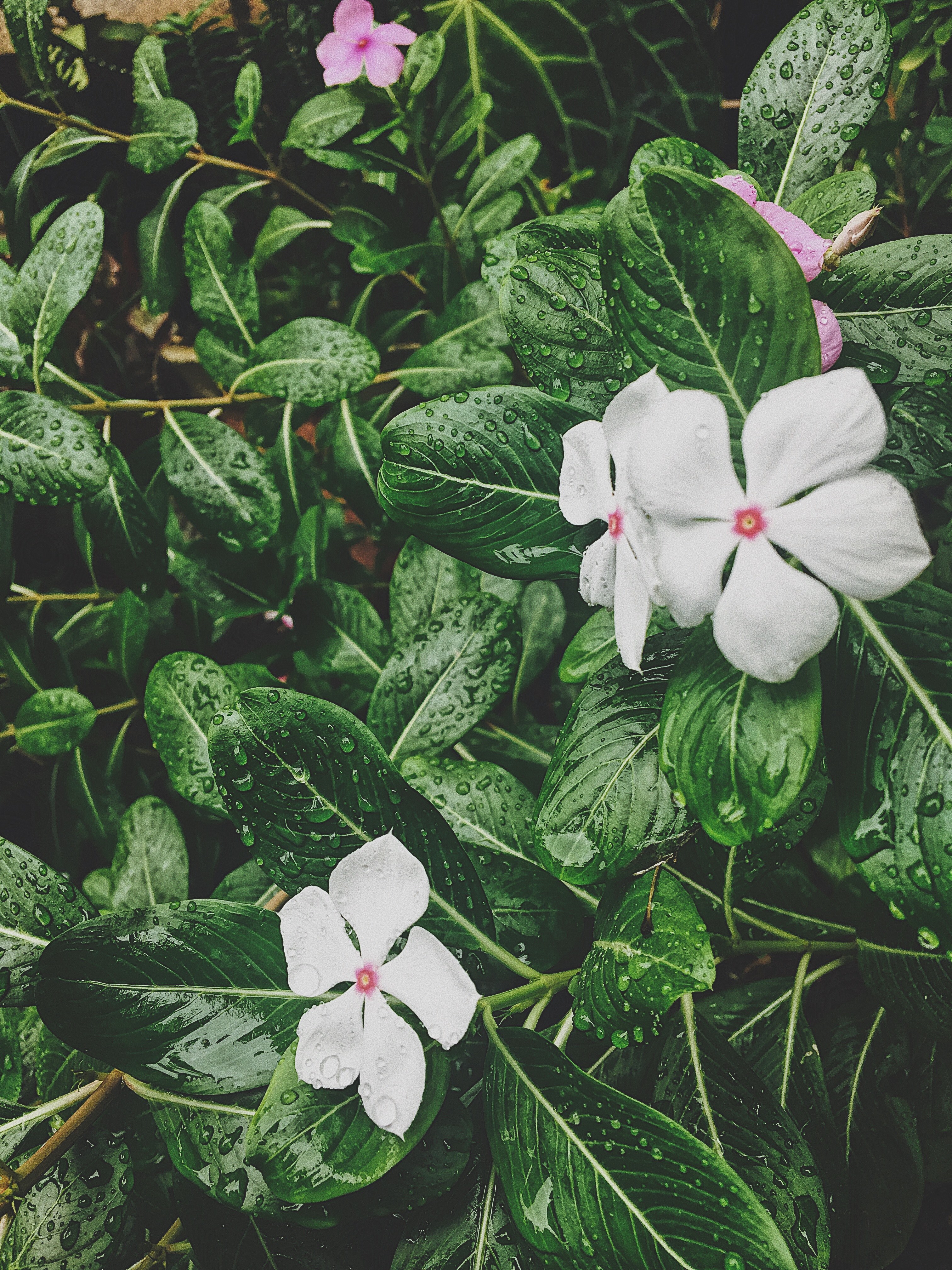 petal flower plant and grass hd, 4k, Phone HD Wallpaper