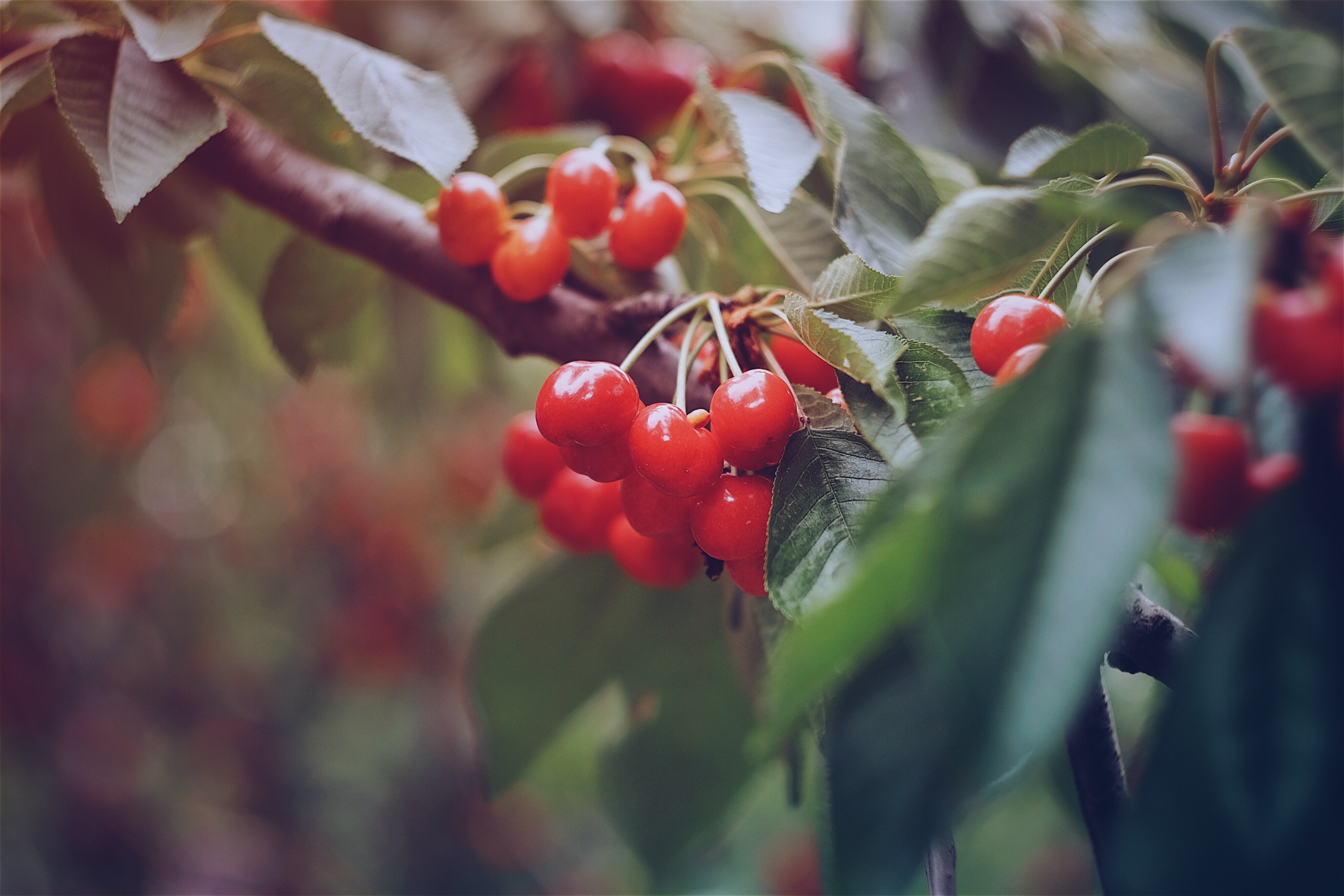 fruit cherry leafe and nature 4k, HD Wallpaper