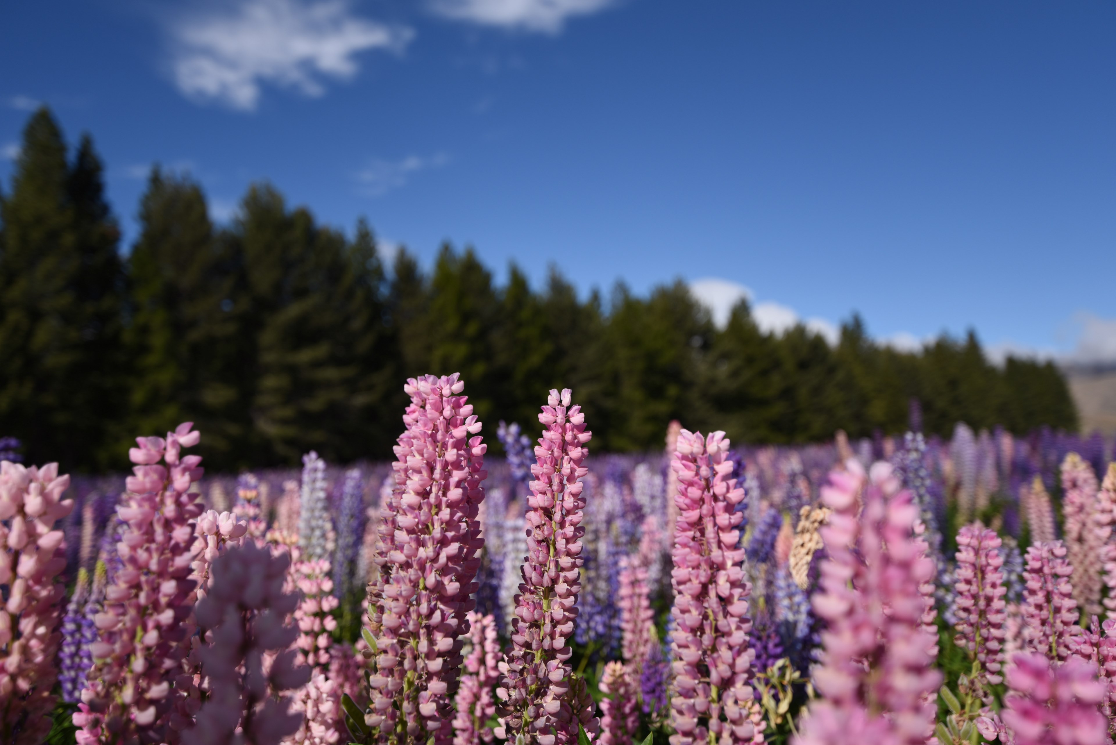 lovely nz 4k, HD Wallpaper
