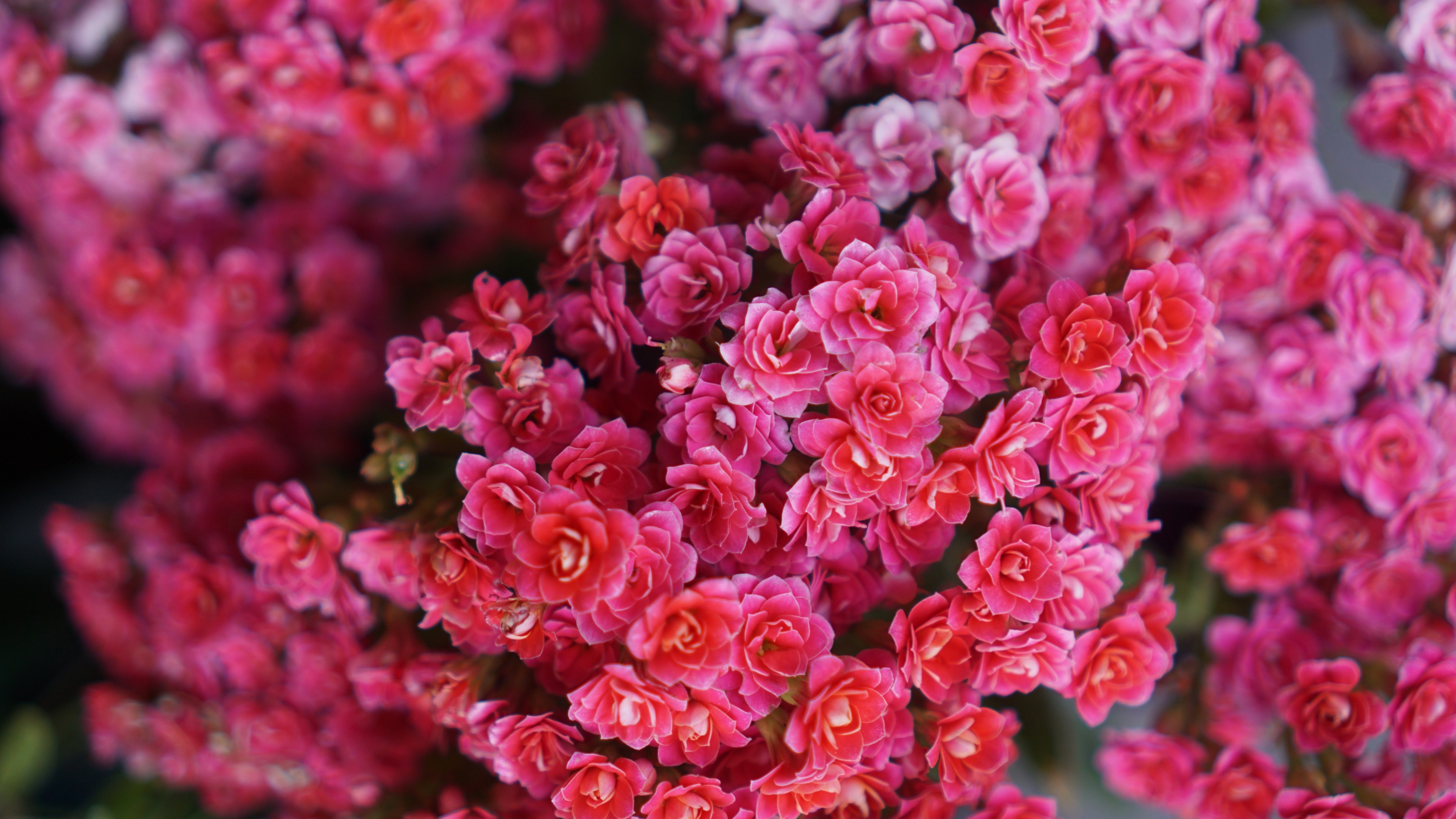 an overhead shot of a large cluster of red flowers, red flowers from above 4k, HD Wallpaper
