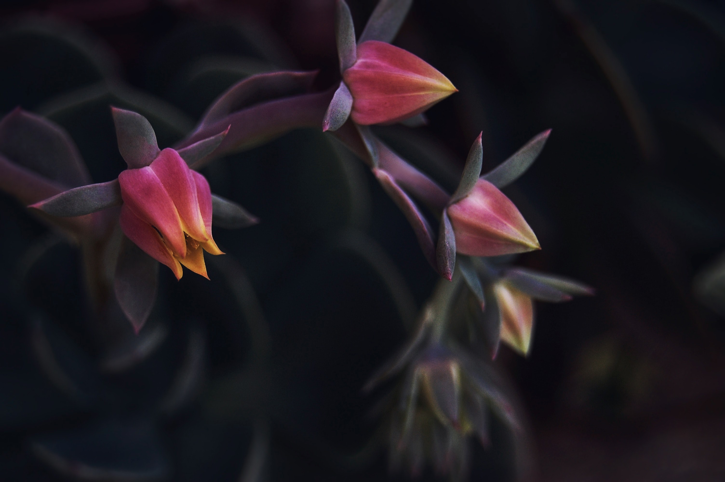 close up of small red and yellow flower buds slowly opening up, red and yellow flowers in bud 4k, HD Wallpaper