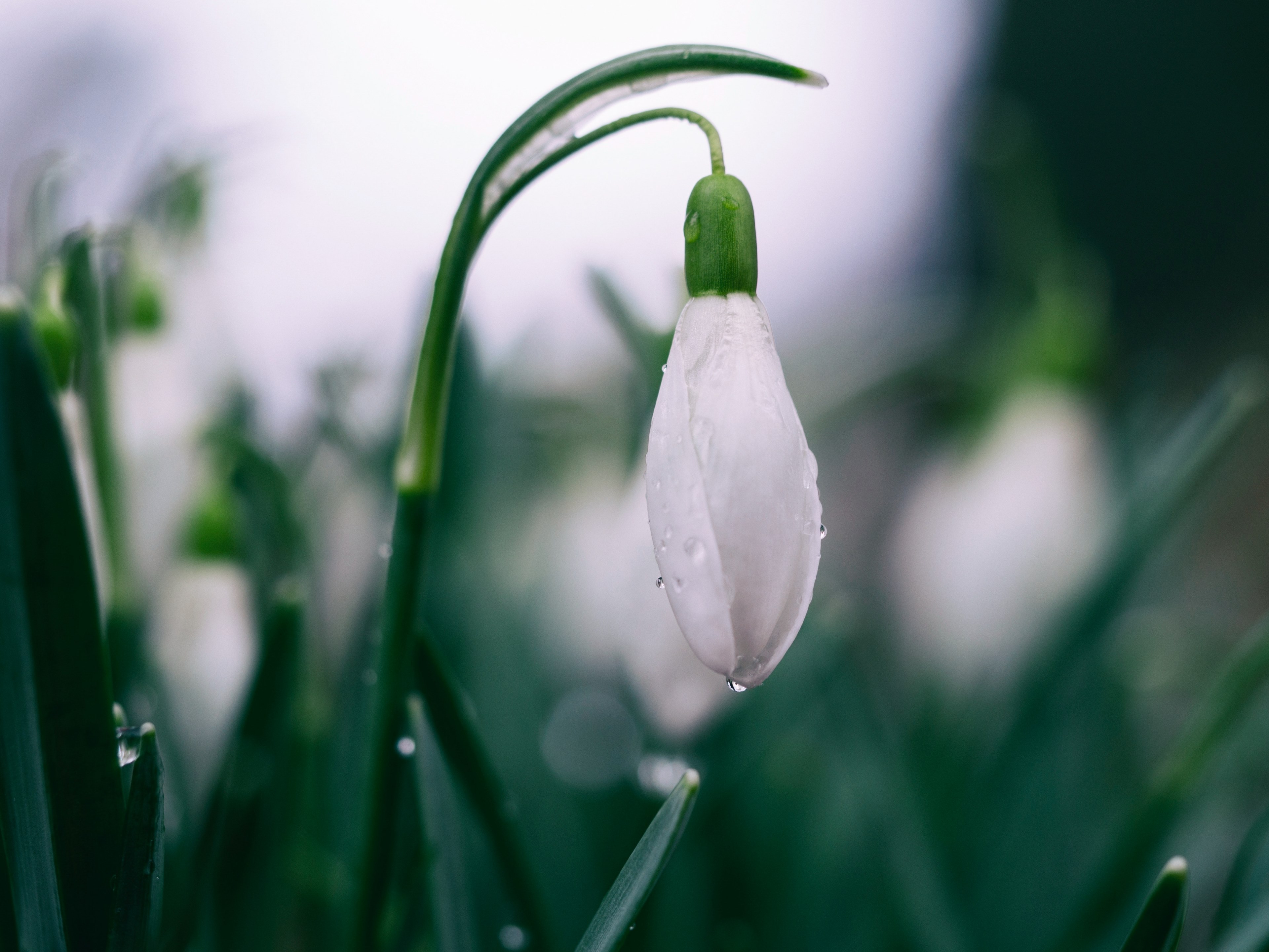 a closed white snowdrop flower hanging down from a stem with water droplets on its petals, dew covered snowdrop 4k, HD Wallpaper