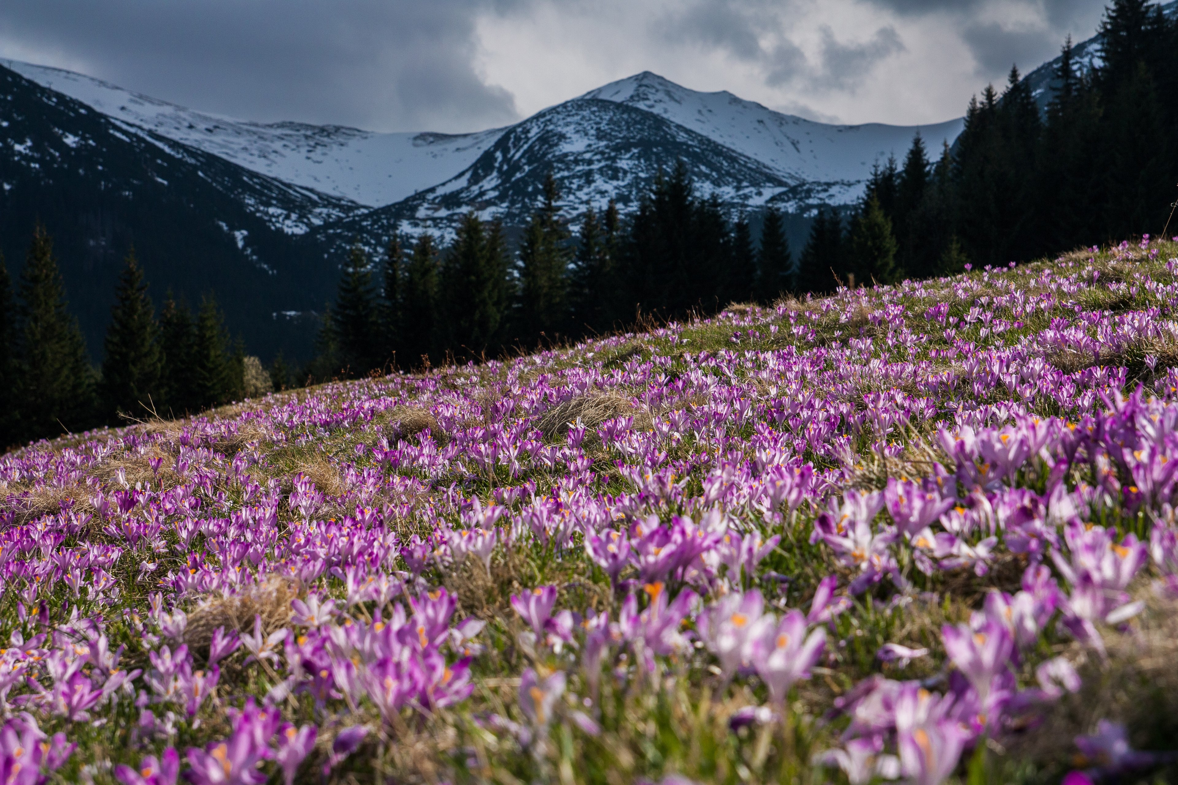 a meadow full of purple crocuses at the foot of snowy mountains, crocus meadow in the mountains 4k, HD Wallpaper