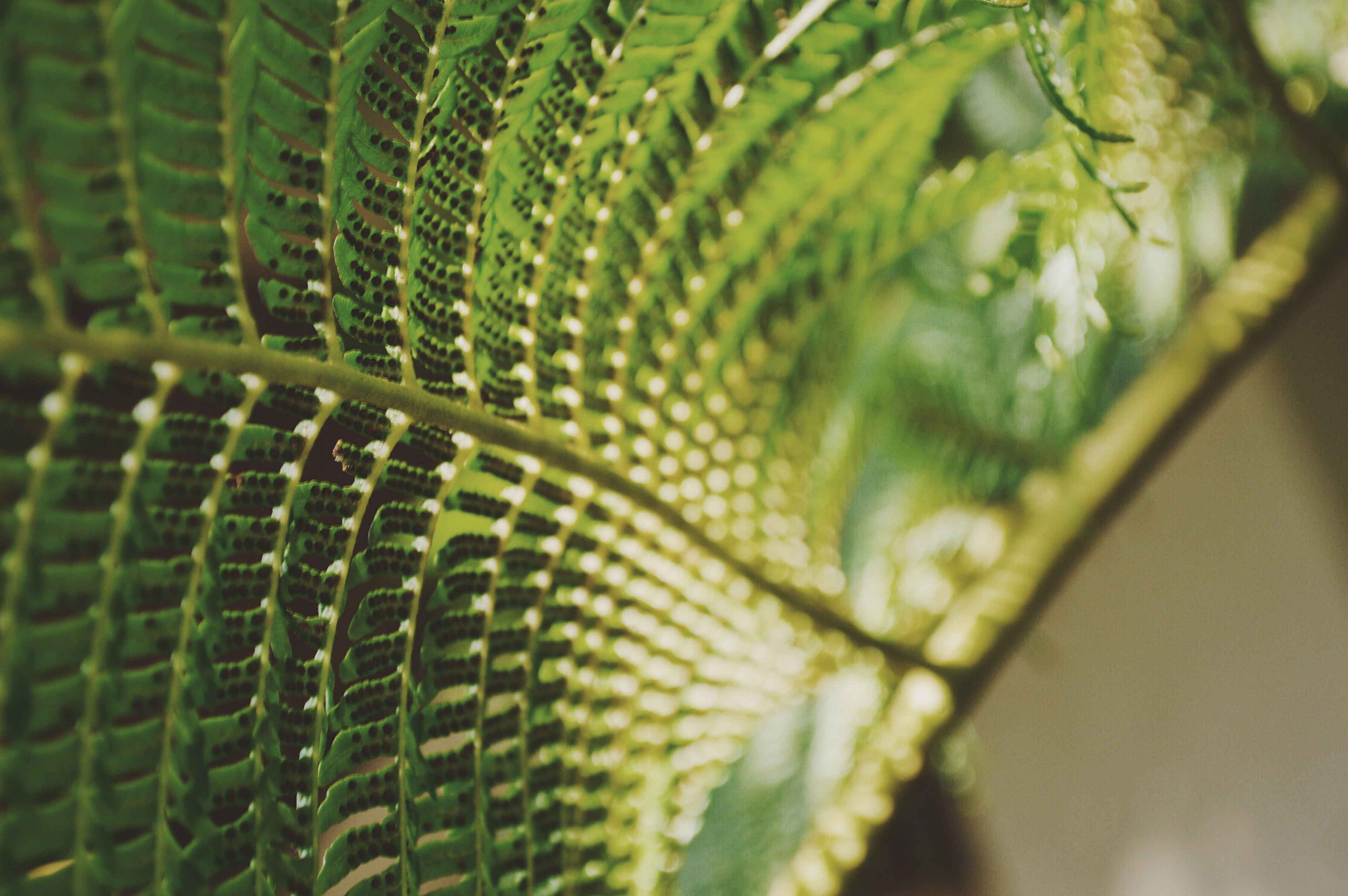 details on the leaves of green fern plants, fern leaves 4k, HD Wallpaper