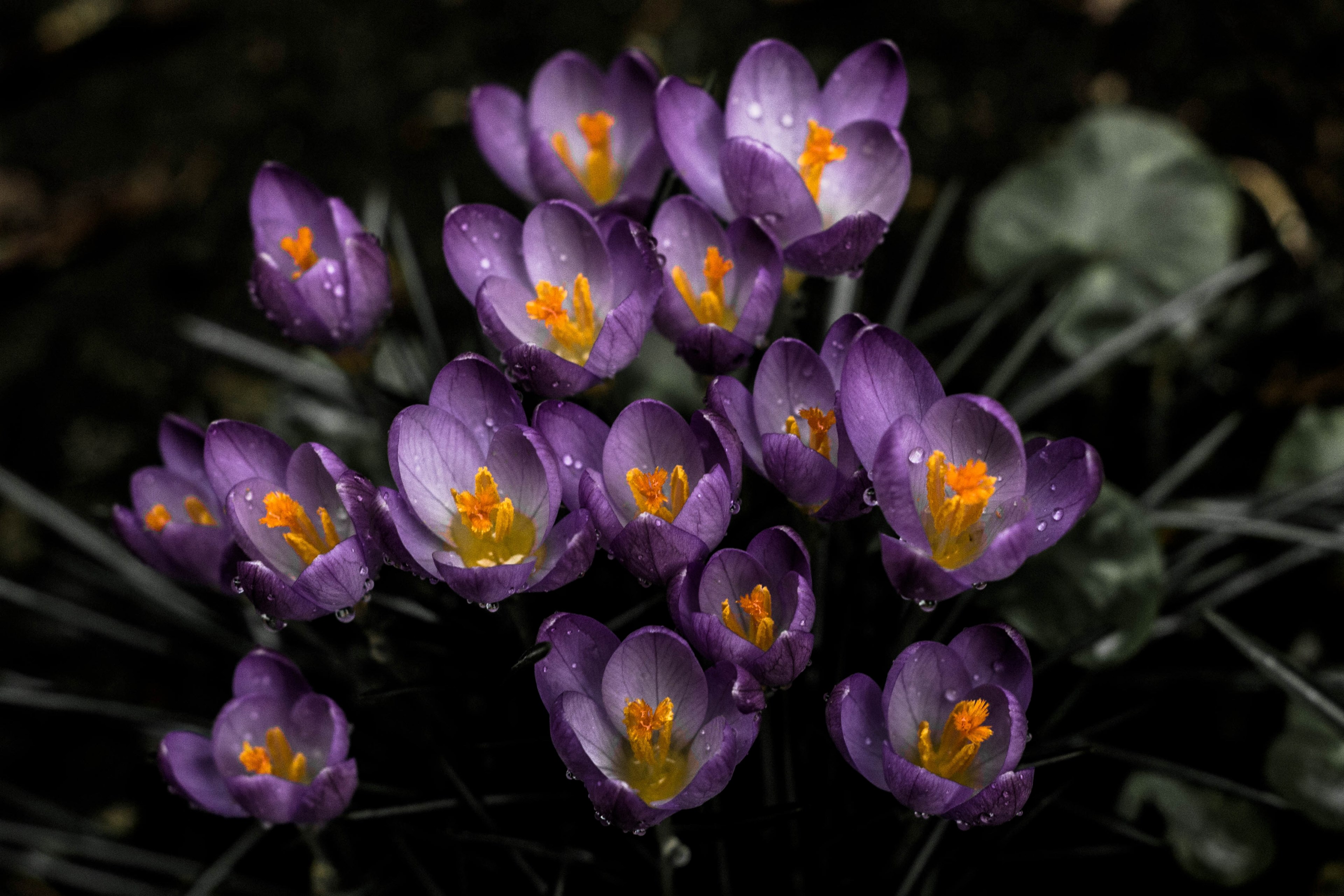 an overhead shot of a bunch of crocus flowers growing closely together, top view of purple crocuses 4k, HD Wallpaper