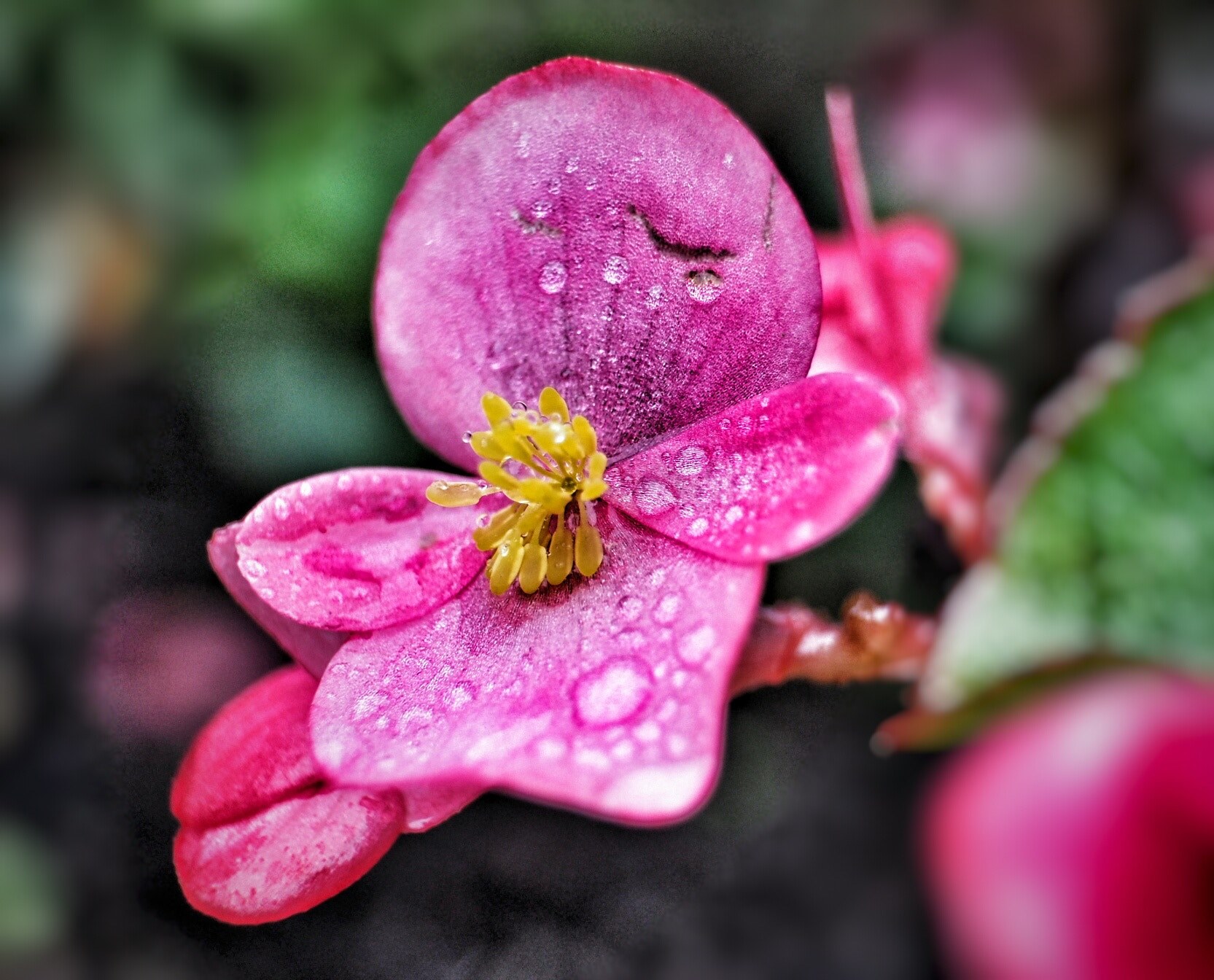 flower floral plant and droplet 4k, HD Wallpaper