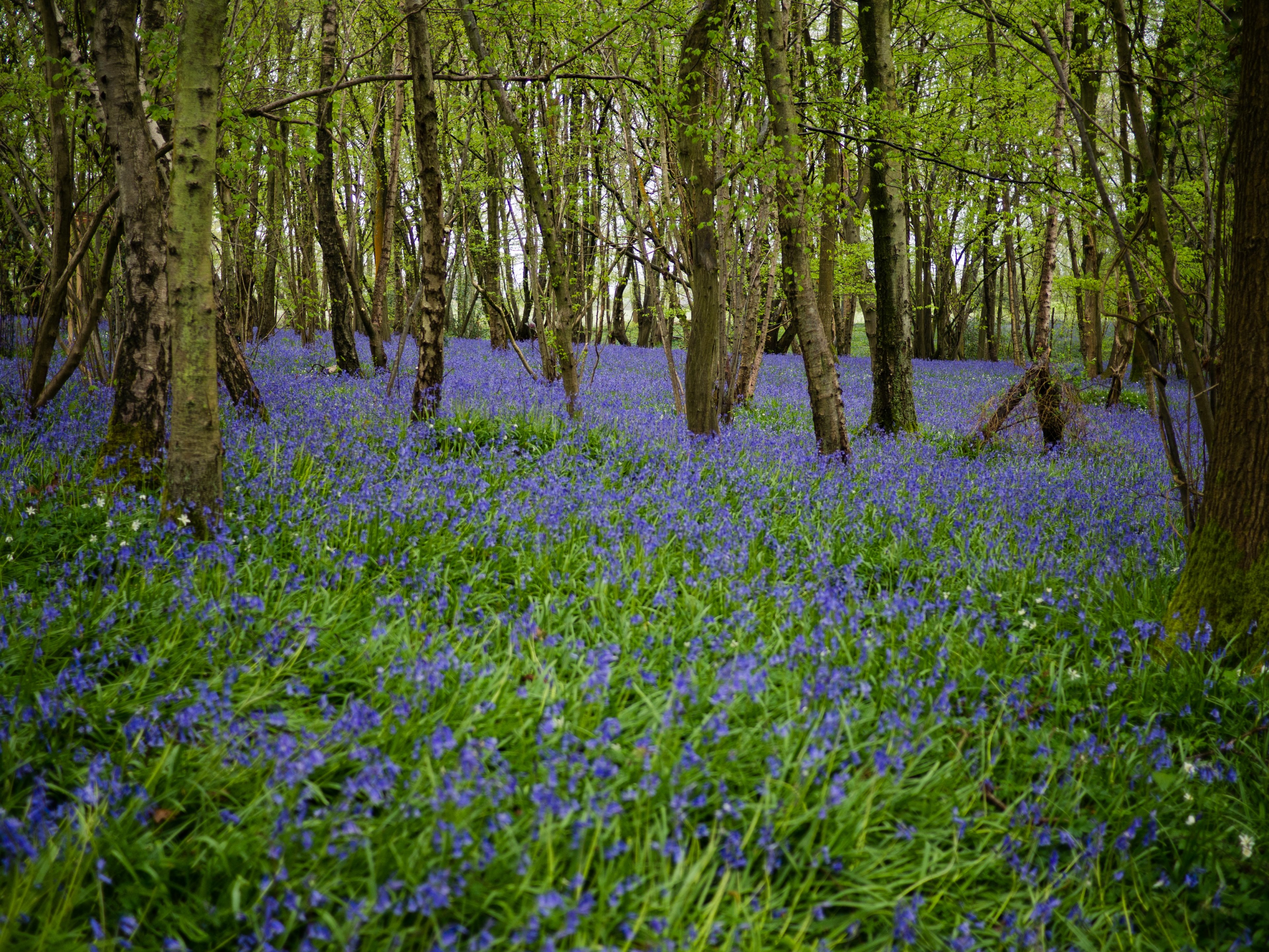 bluebell woodland and tree 4k, HD Wallpaper