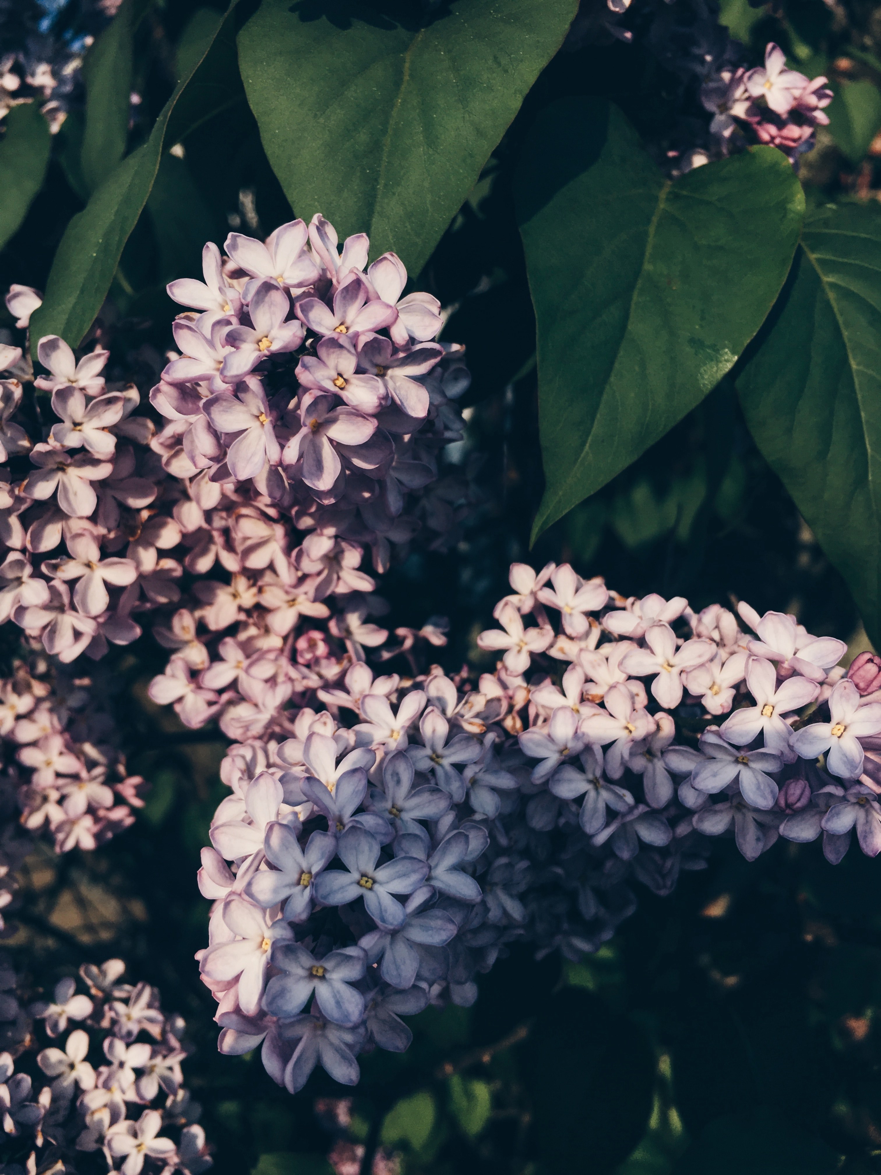 nature spring bloom and purple hd, 4k, Phone HD Wallpaper