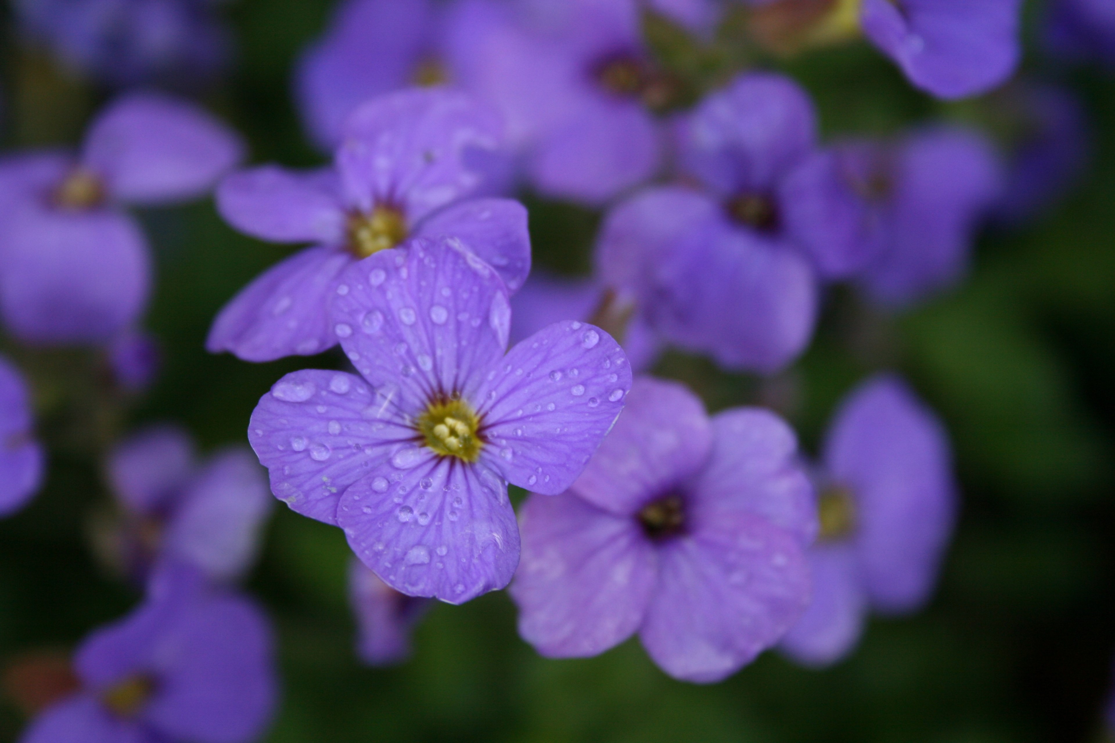 water droplet garden close up and plant 4k, HD Wallpaper