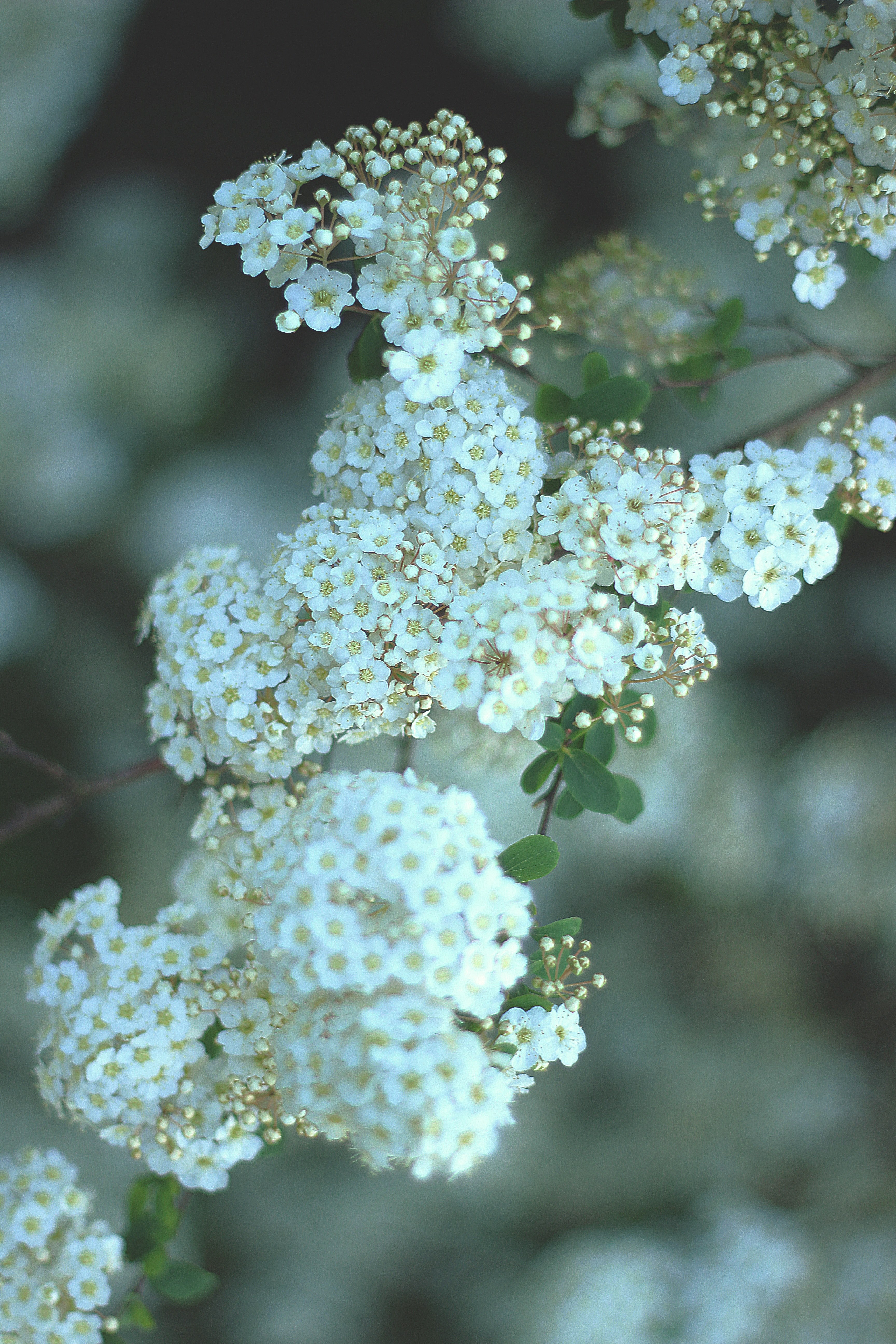 natural nature and flower hd, 4k, Phone HD Wallpaper