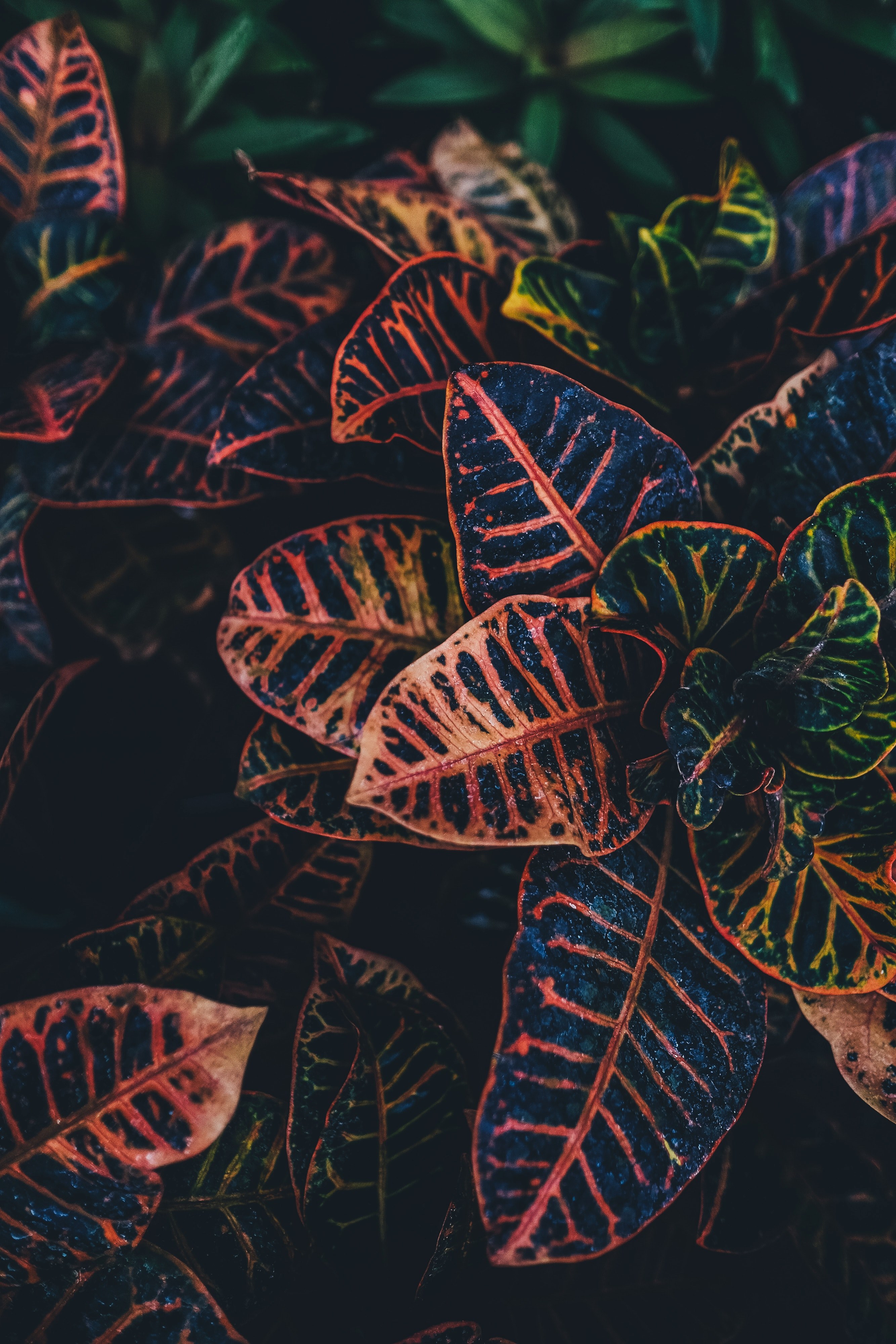 leaf plant jacobs ladder and foliage hd, 4k, Phone HD Wallpaper
