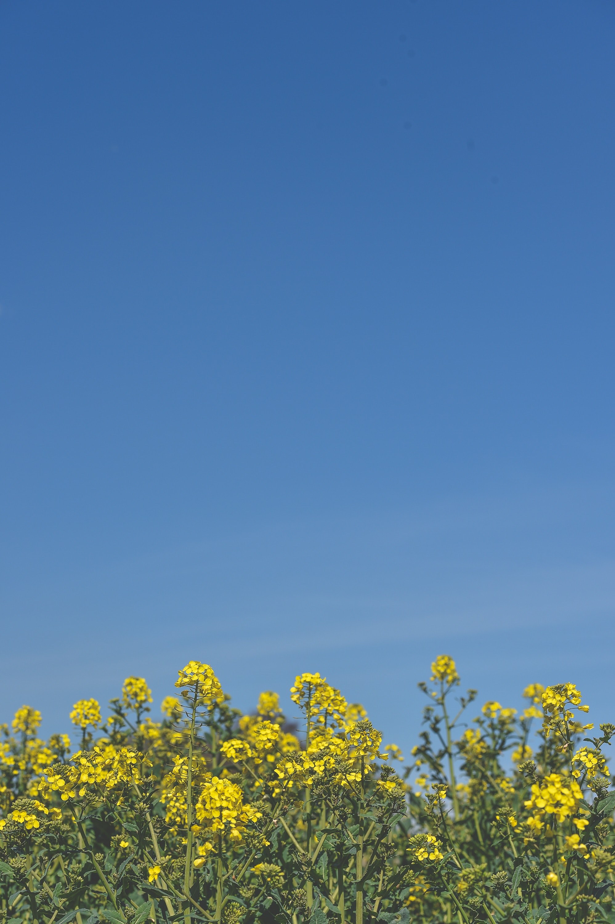 nature blue yellow and sky hd, 4k, Phone HD Wallpaper