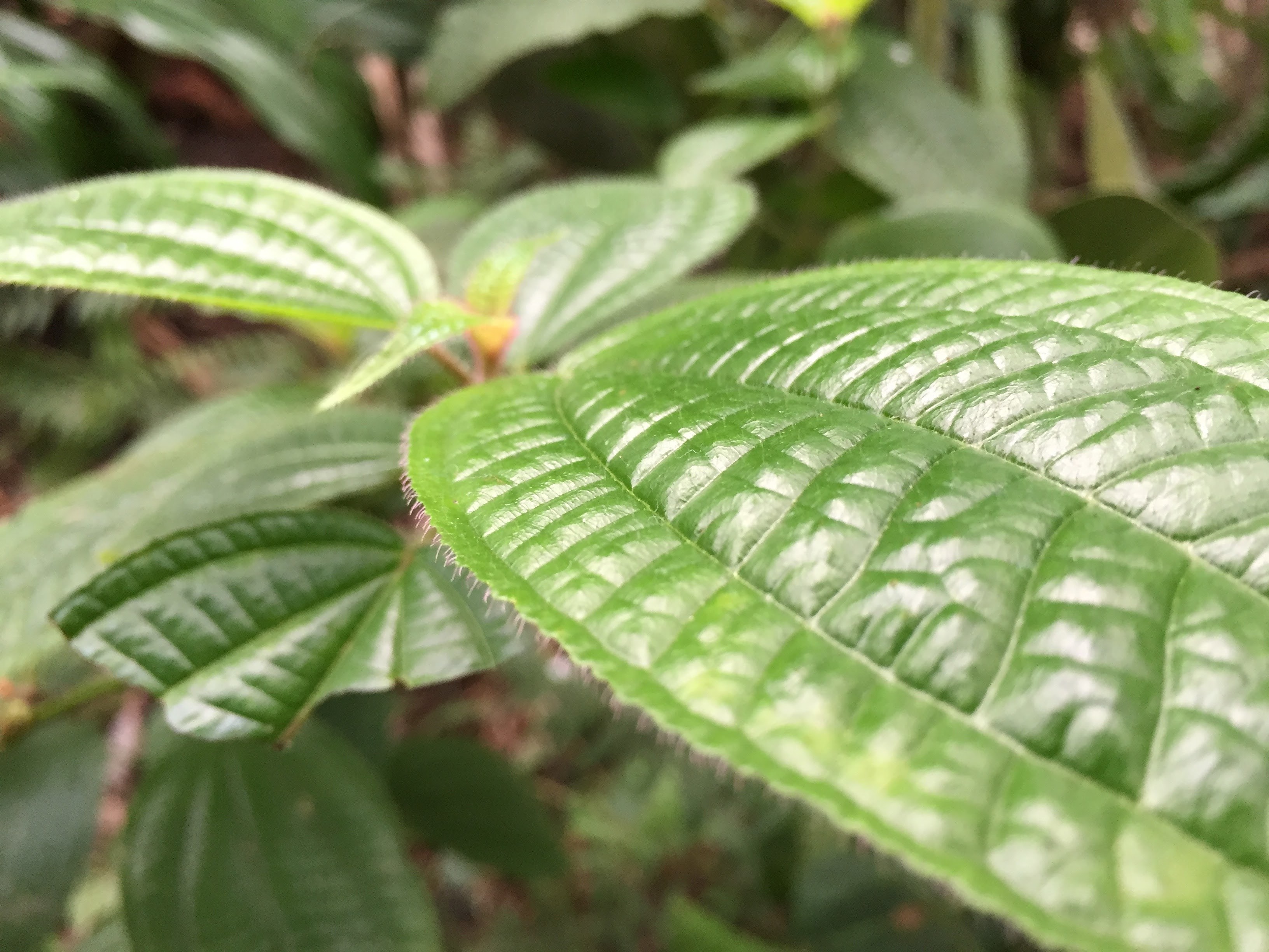 macro leave and plant 4k, HD Wallpaper