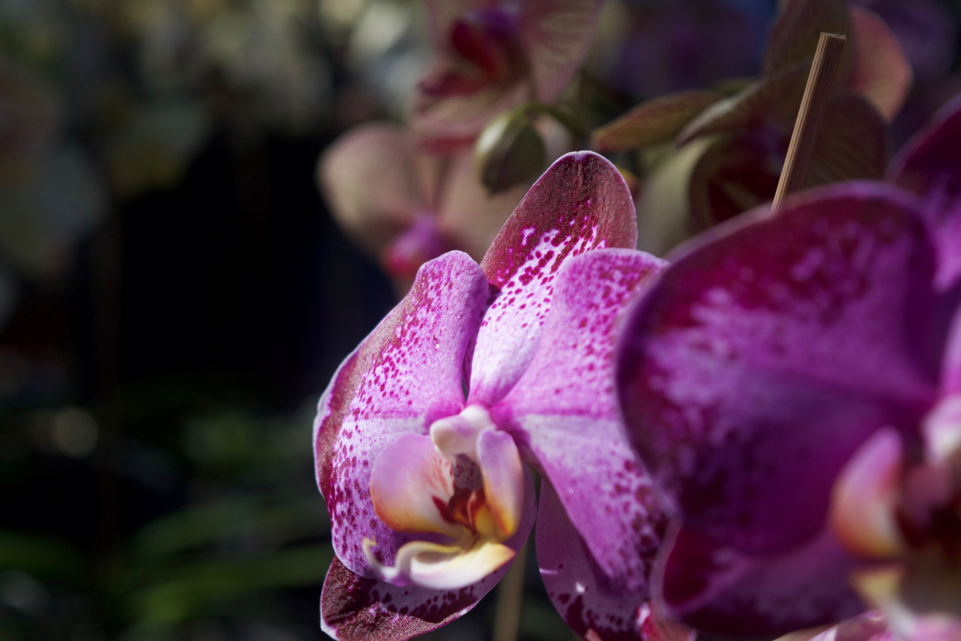 thai temple and flower 4k, HD Wallpaper