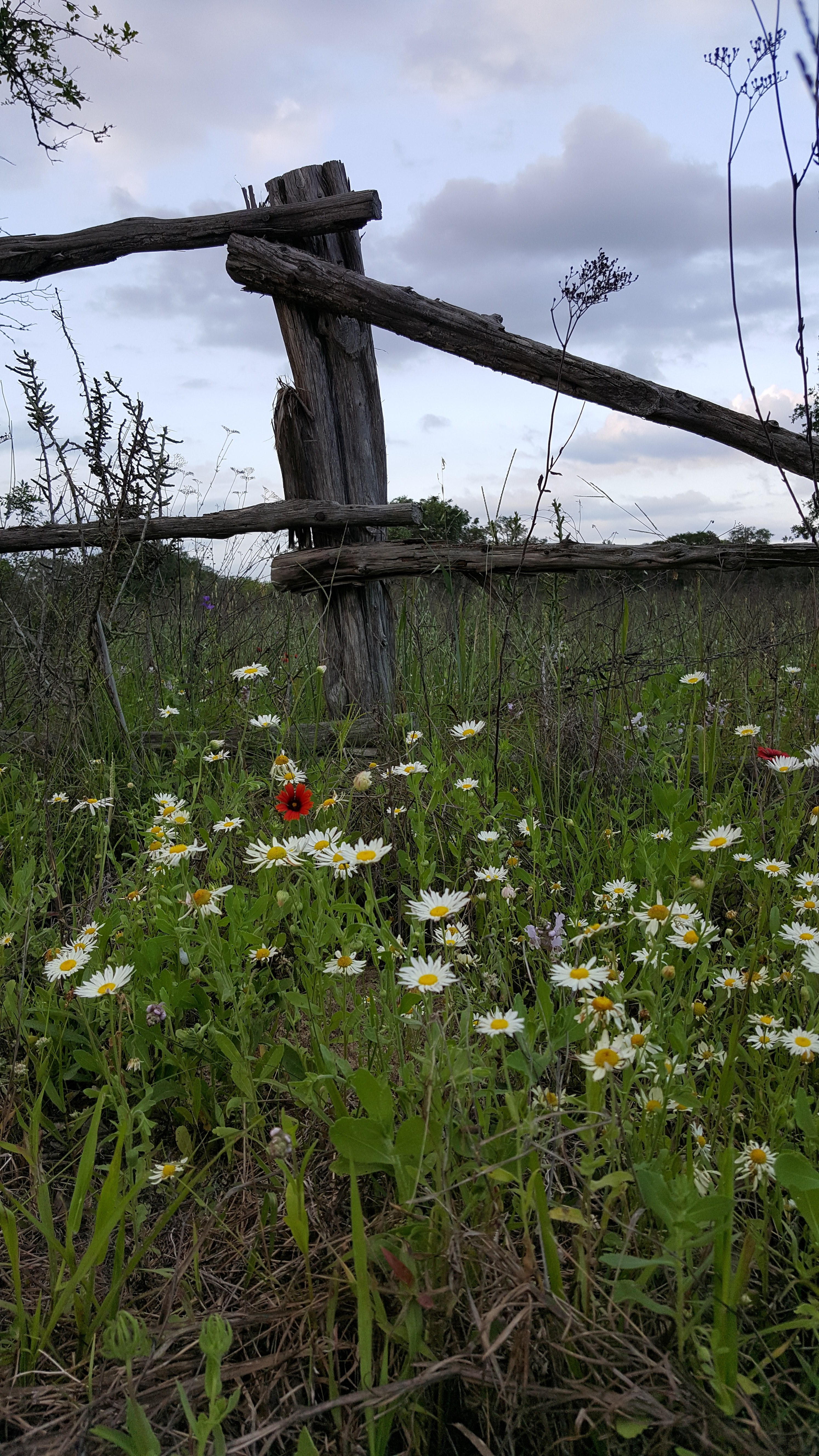 wildflower grass nature and fence hd, 4k, Phone HD Wallpaper