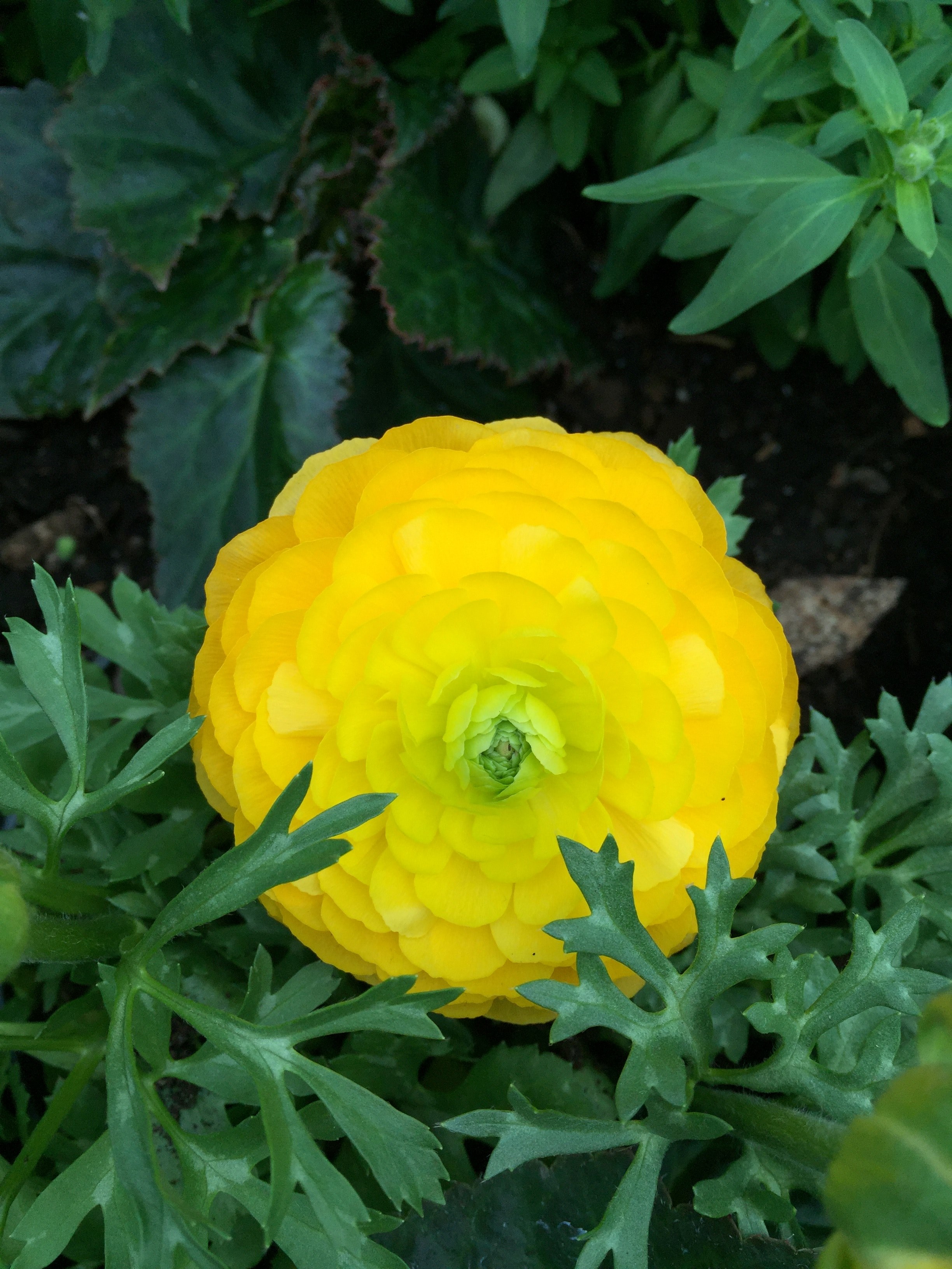 perfection beauty yellow and flower hd, 4k, Phone HD Wallpaper
