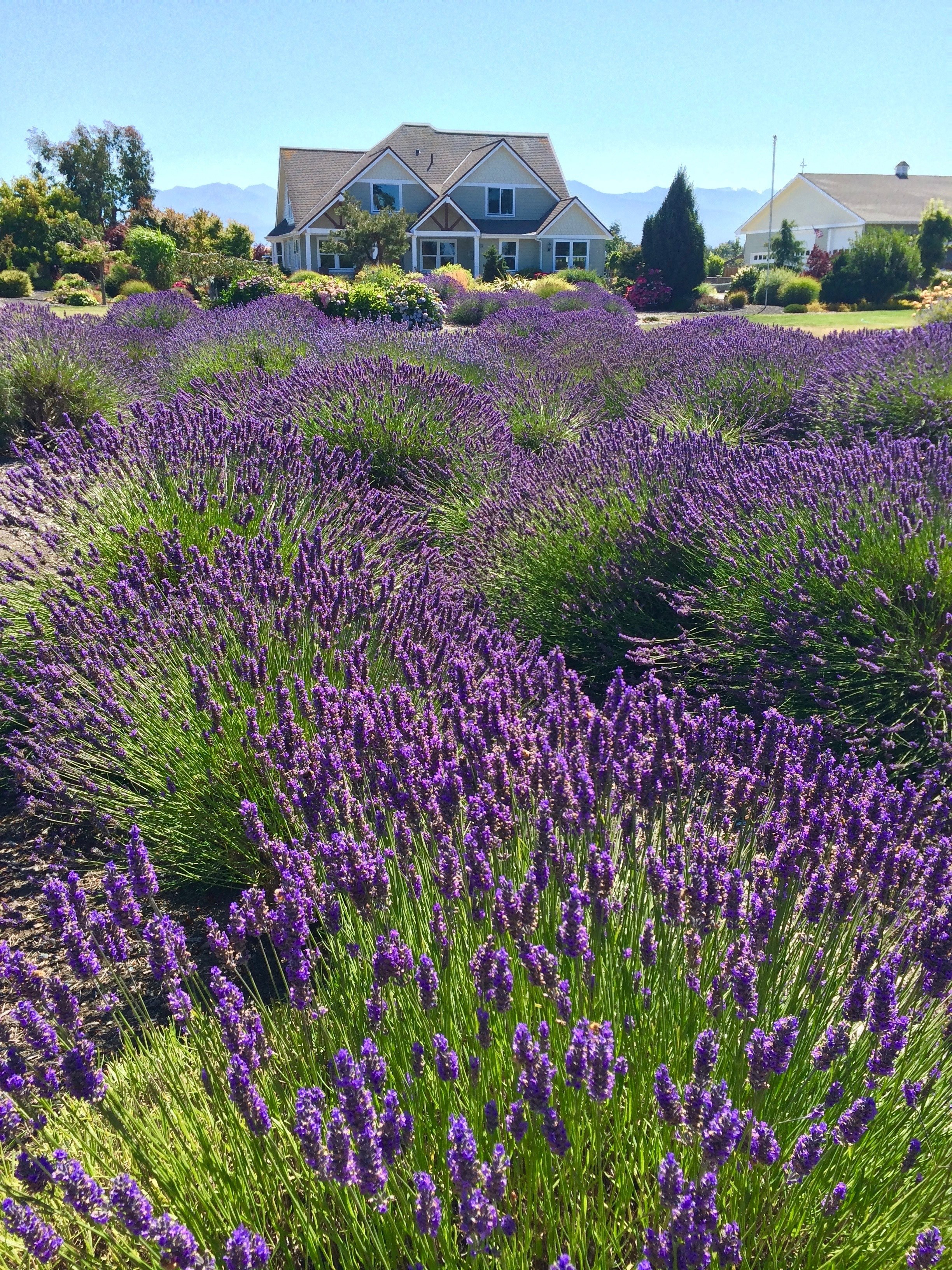 purple flower lavender in backyard lavender field and lavender hd, 4k, Phone HD Wallpaper
