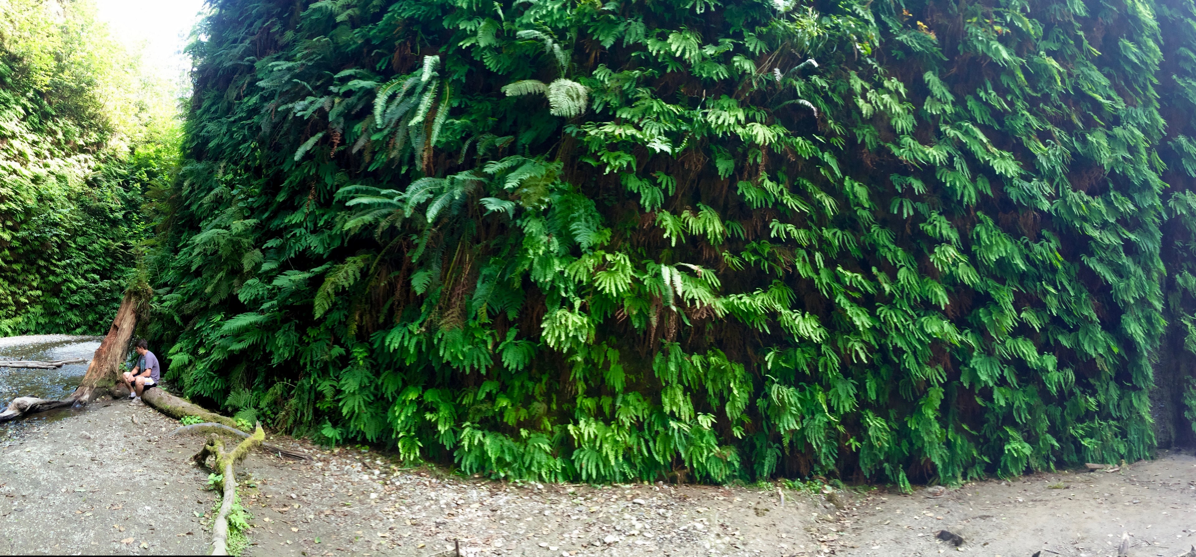 fern canyon fern wall and fern 4k, HD Wallpaper