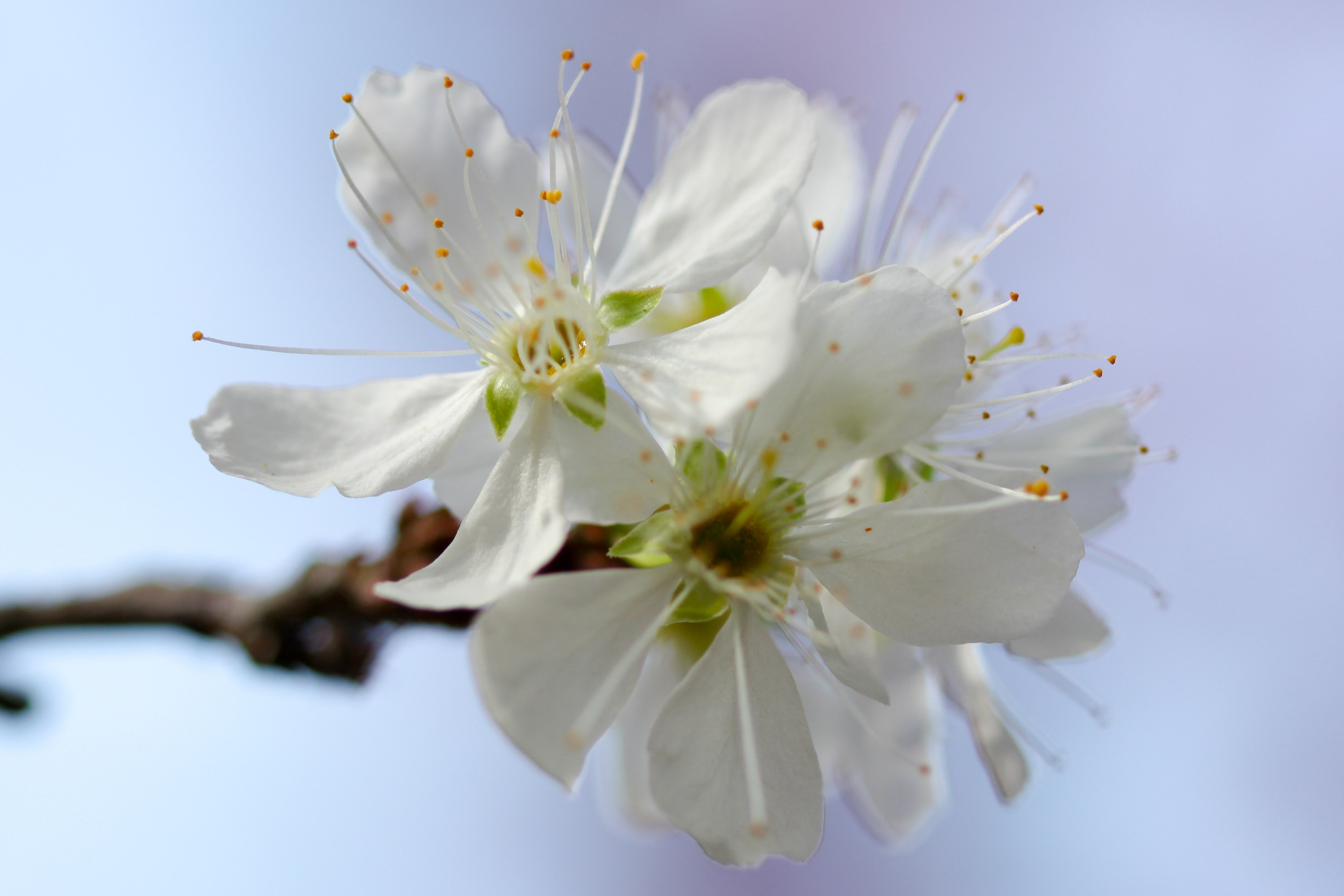 borisworkshop taiwan white and blossom 4k, HD Wallpaper