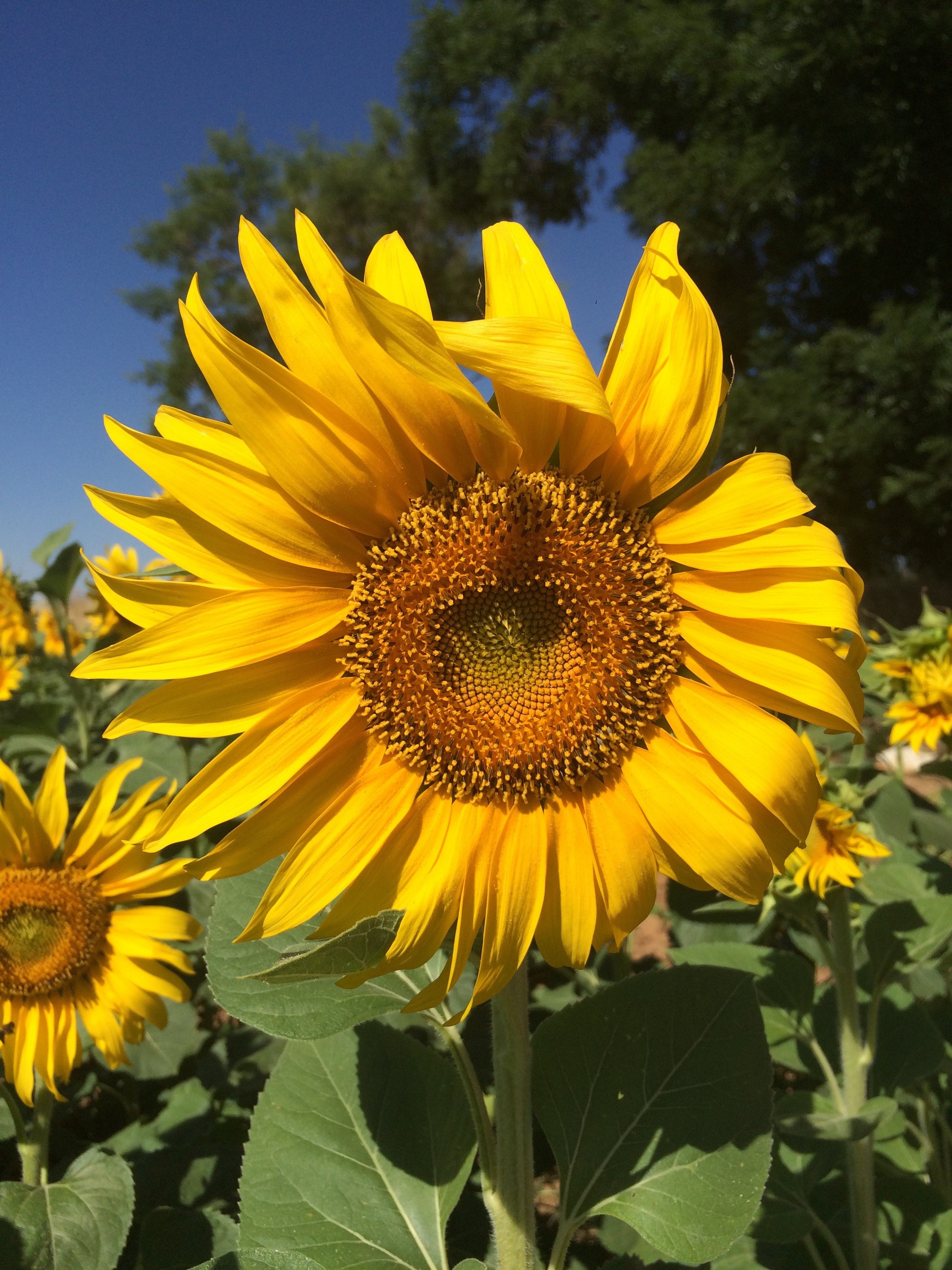 summer yellow flower and spain hd, 4k, Phone HD Wallpaper