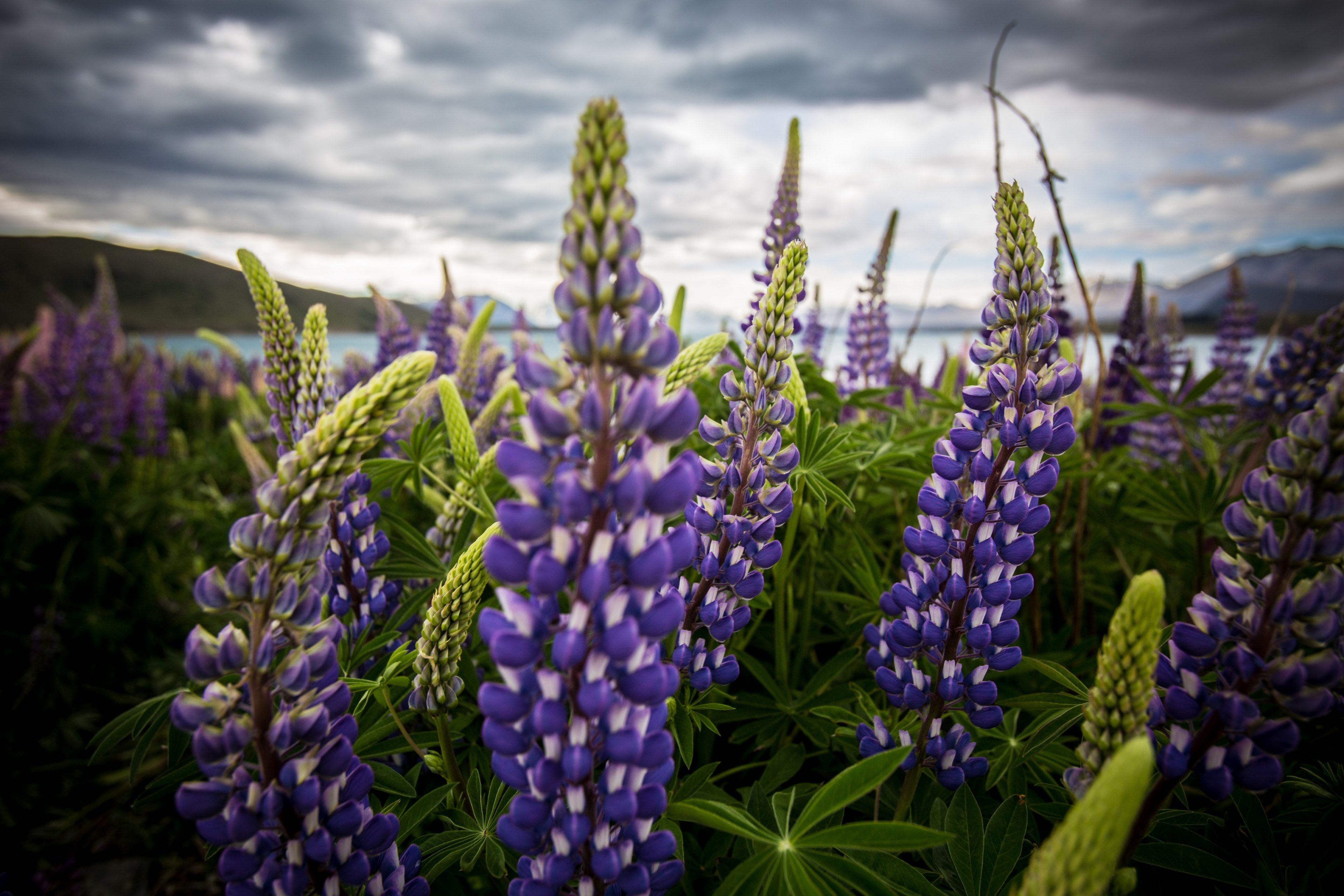 cloudy purple new zealand and lake 4k, HD Wallpaper