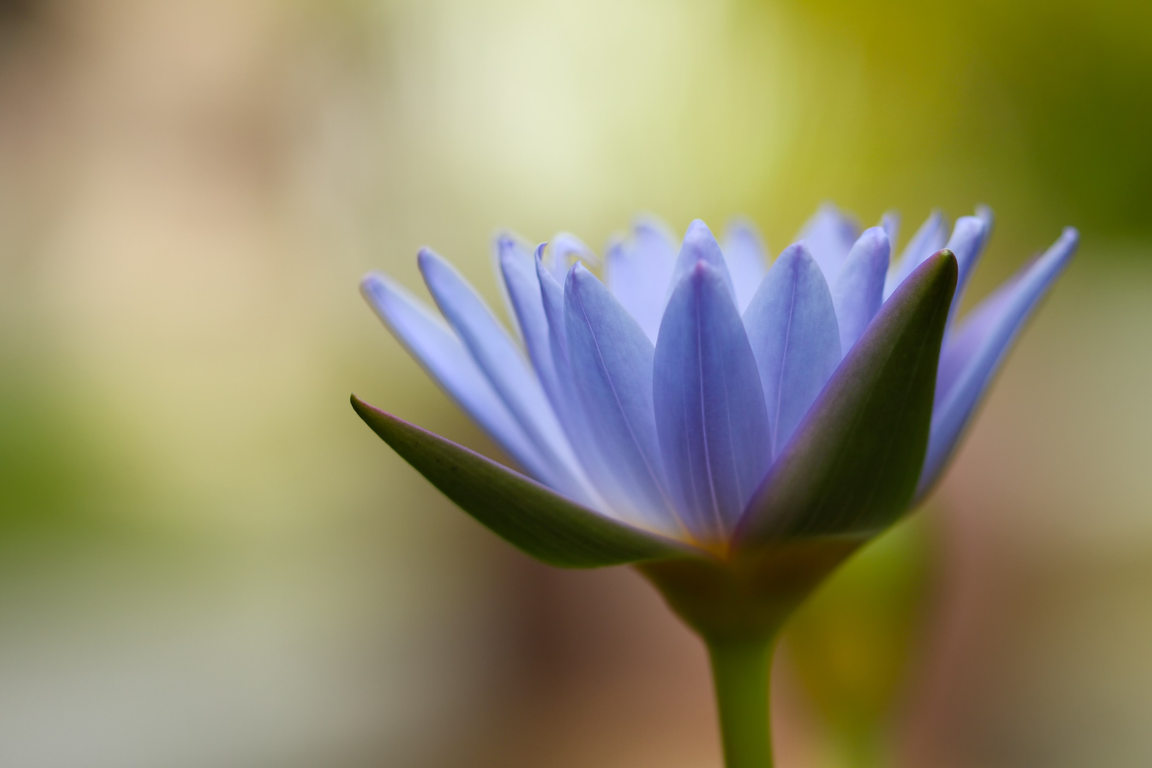 borisworkshop beautiful nature and water lily 4k, HD Wallpaper