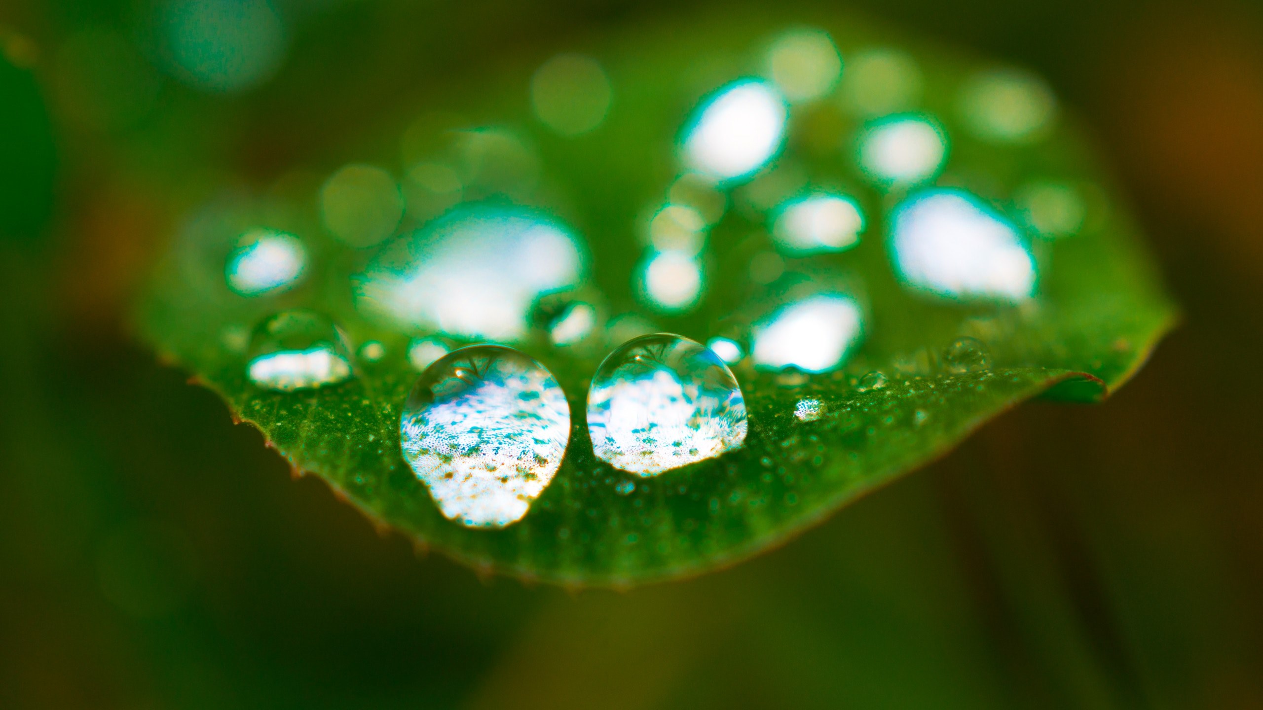 clover and nature 4k, HD Wallpaper