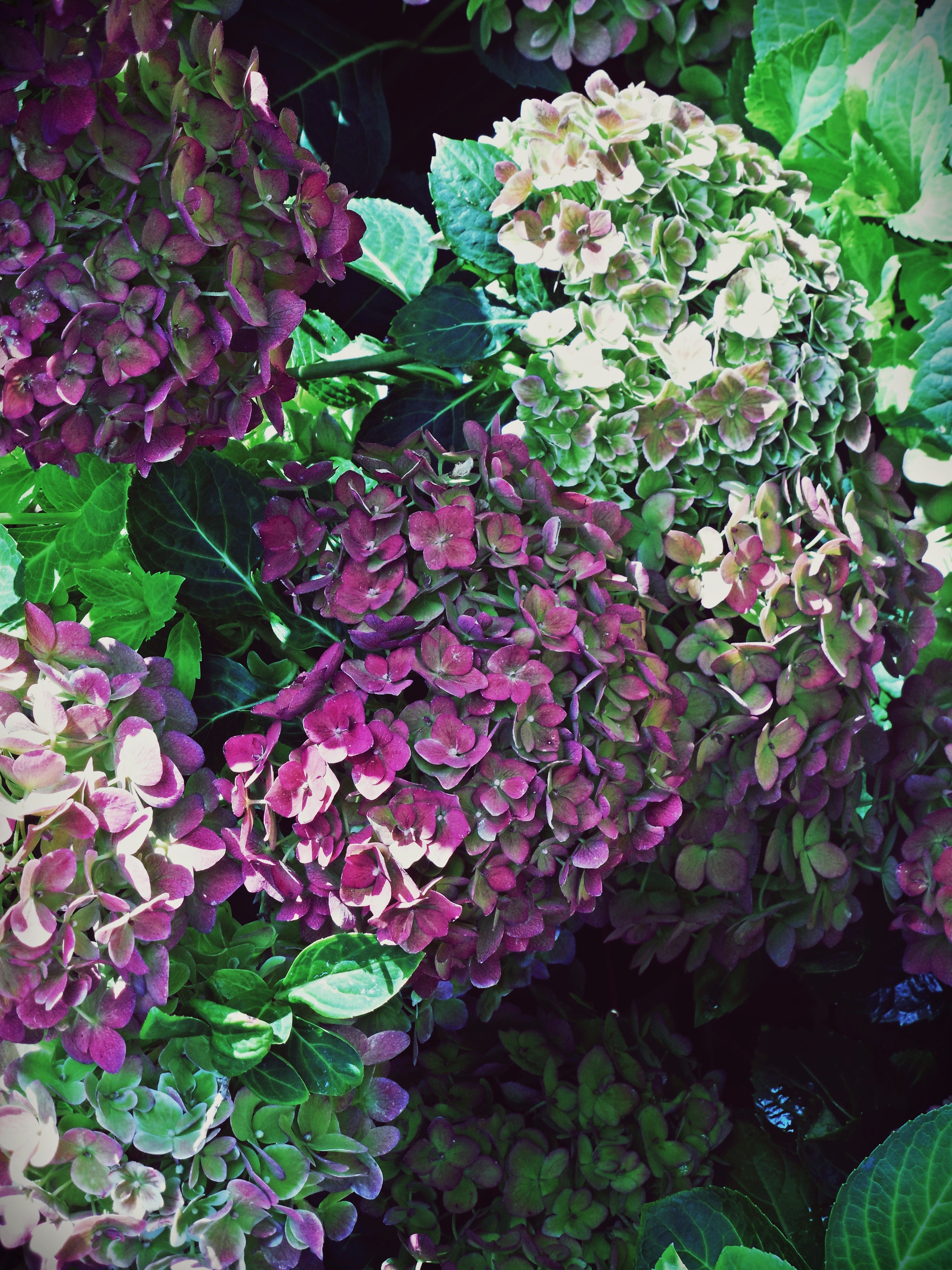 violet shade multi and shrub hd, 4k, Phone HD Wallpaper
