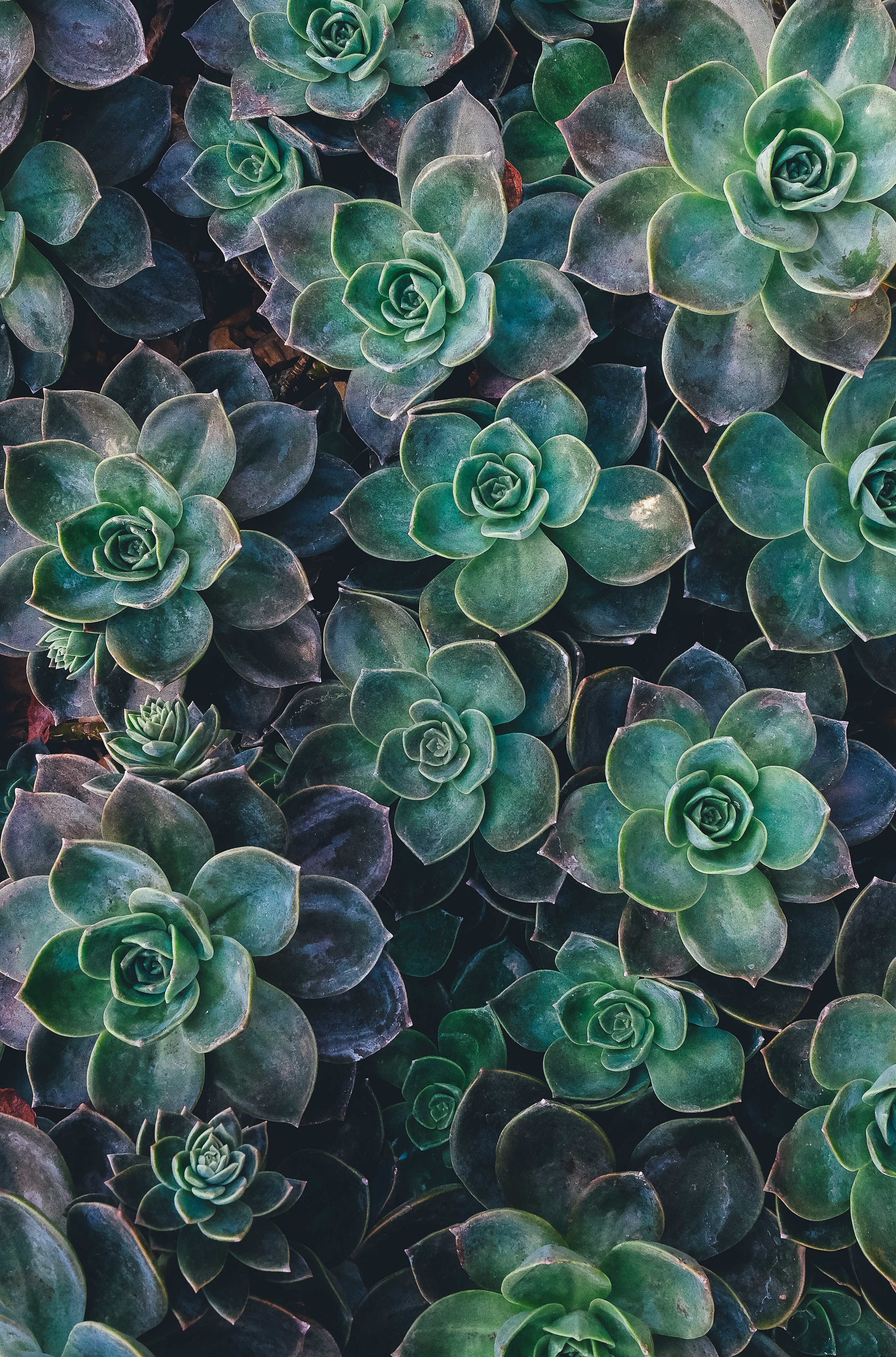 an overhead shot with moist succulent rosettes filling the entire frame, succulent joy 4k, Phone HD Wallpaper
