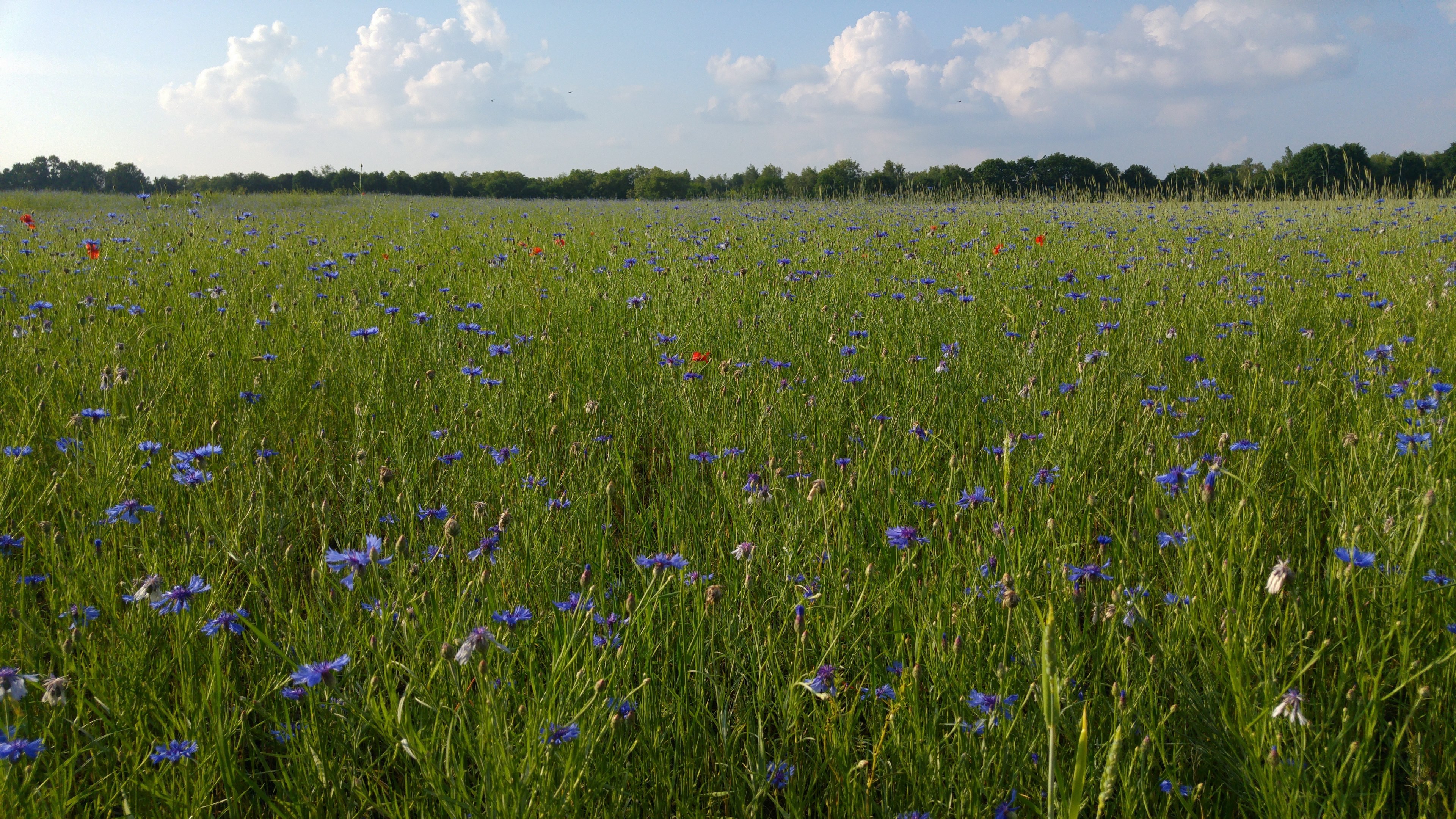 wild wildflower field and cloud 4k, HD Wallpaper