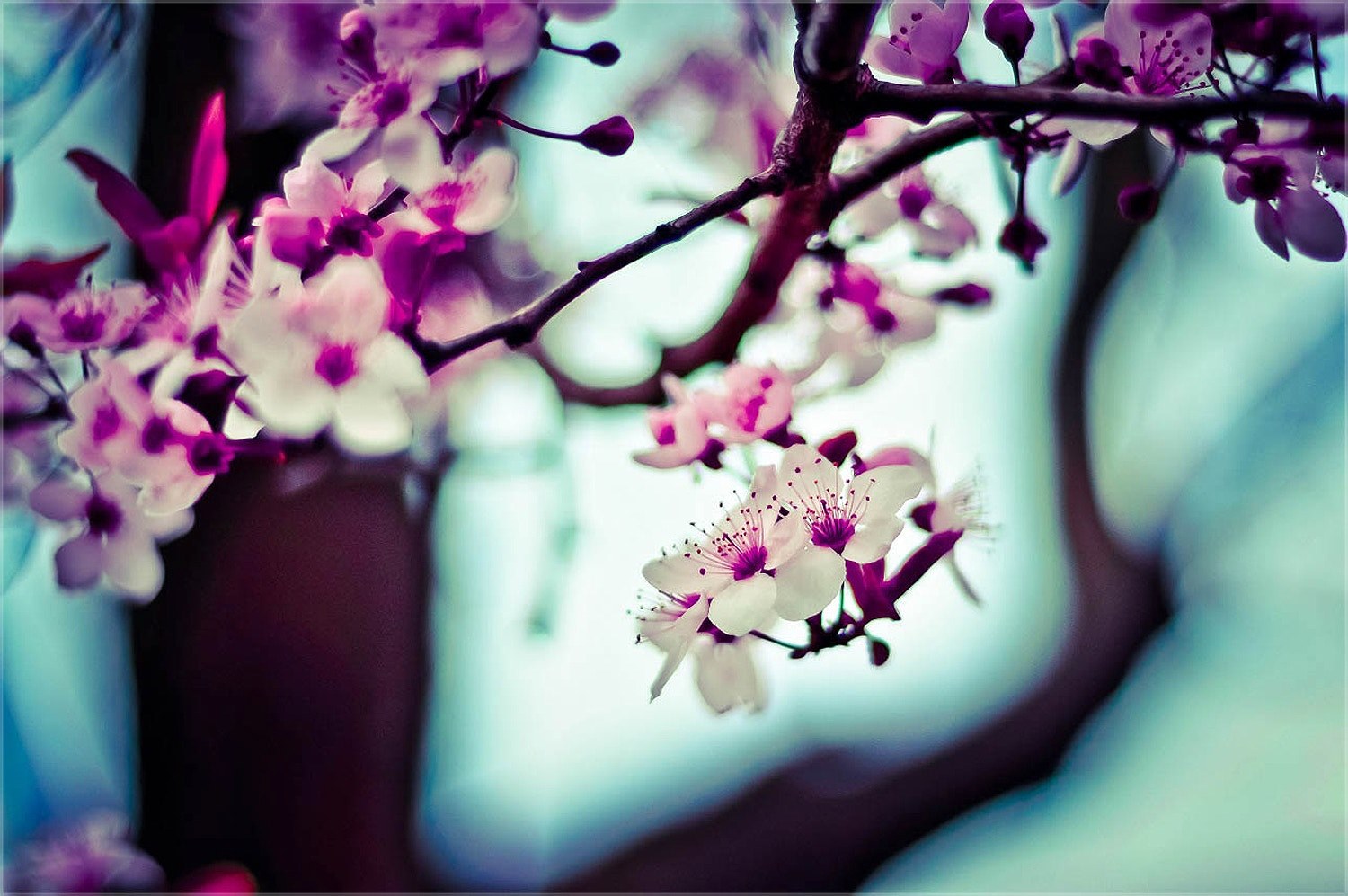 close up of white and purple blossom on a tree, white and purple blossom 4k, HD Wallpaper