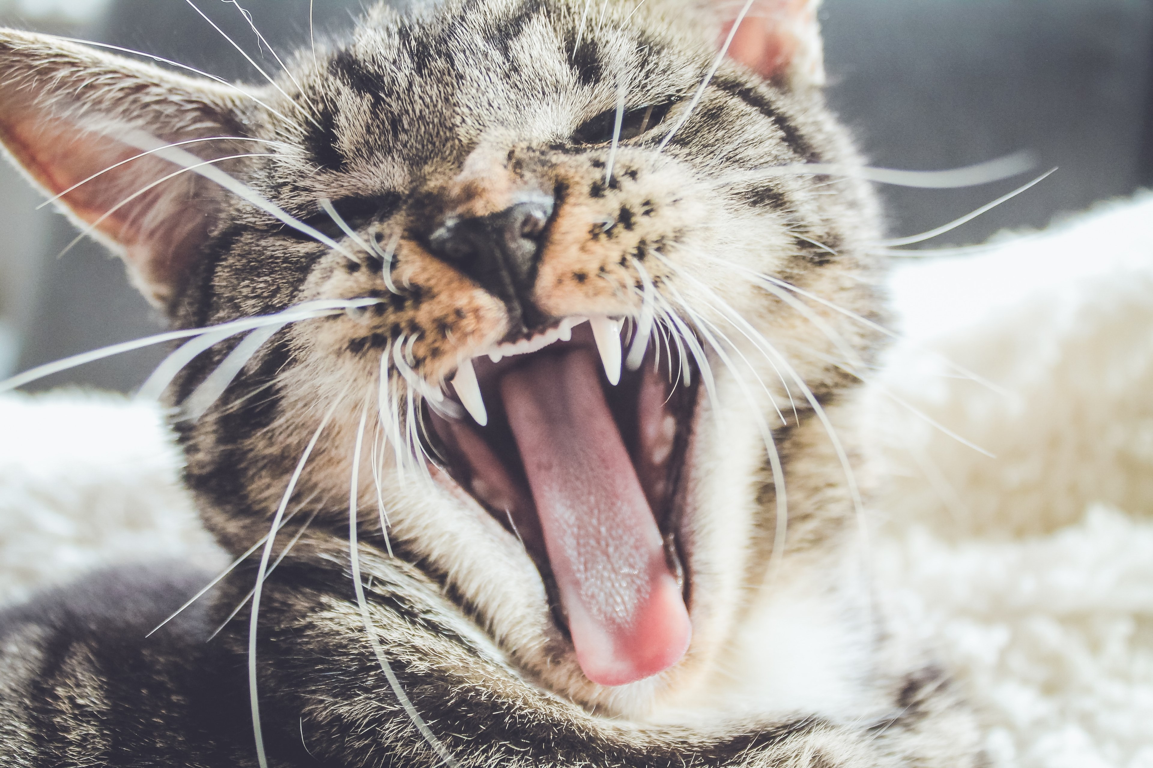 a kitten baring its teeth in a yawn, kitten yawn 4k, HD Wallpaper