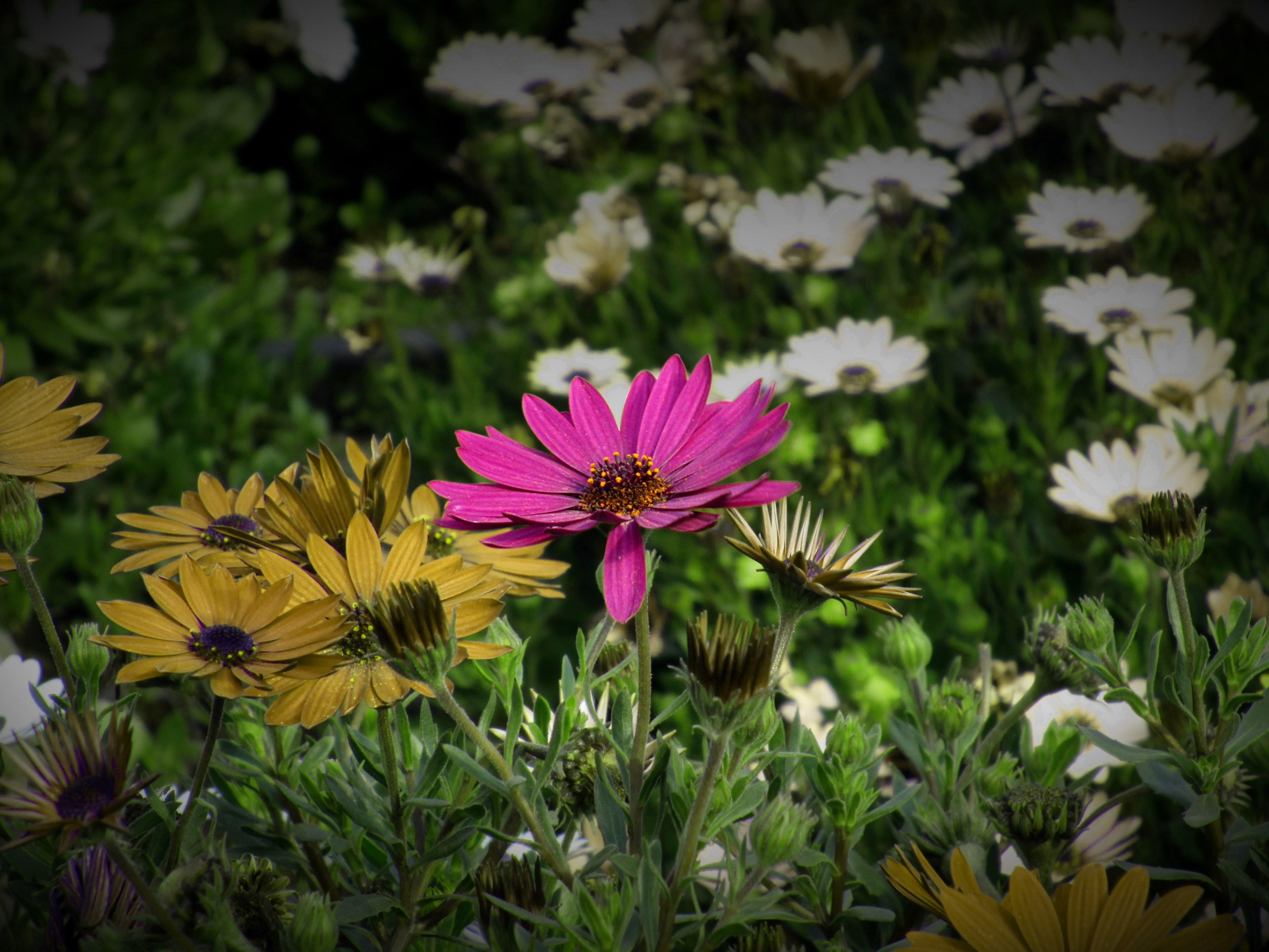 flowery life nature and pink 4k, HD Wallpaper